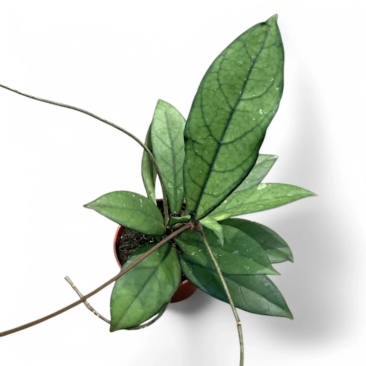 Hoya crassipetiolata potted houseplant in nursery pot on white background, product photo 5.