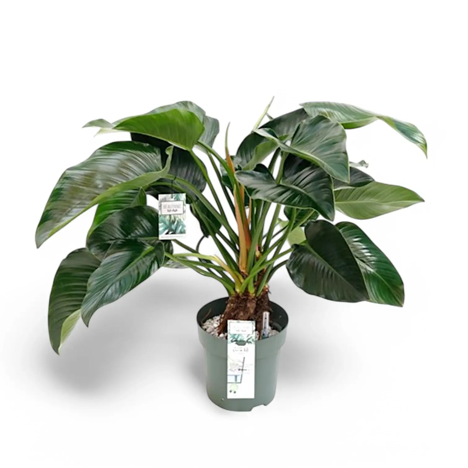 Philodendron 'Green beauty' potted houseplant in nursery pot on white background, product photo 4.