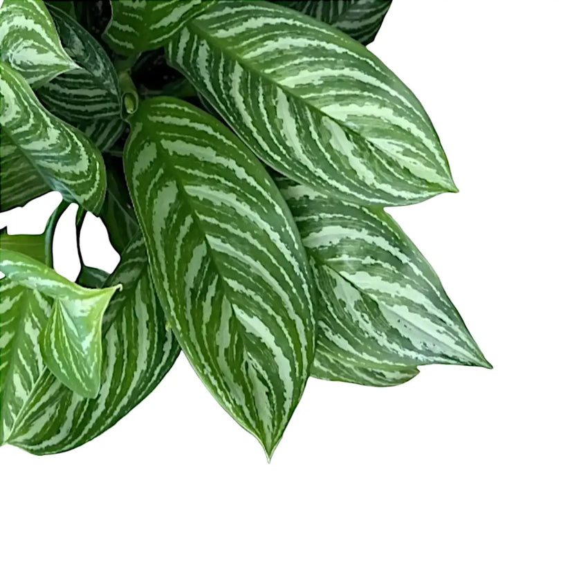 Nahaufnahme eines Blatts von Aglaonema 'Stripes' vor weißem Hintergrund.