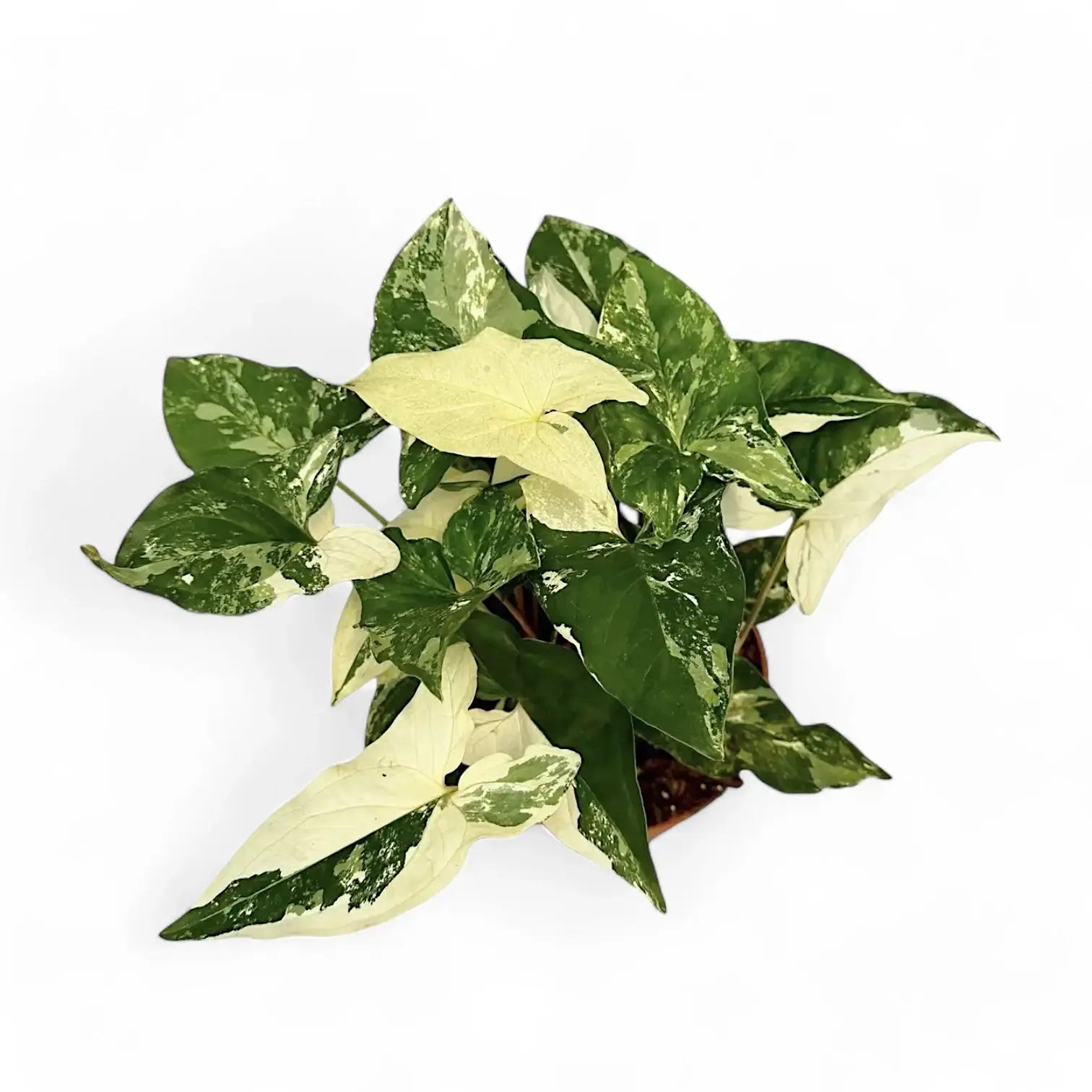 Syngonium podophyllum 'Albo Variegata' potted houseplant in nursery pot on white background, product photo 5.