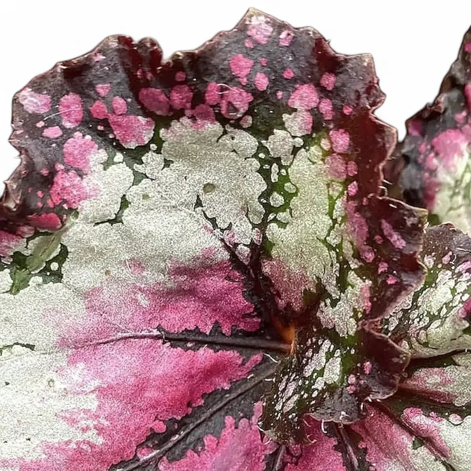 Begonia rex 'Odissi' – Blatt-Detailaufnahme auf weißem Hintergrund.
