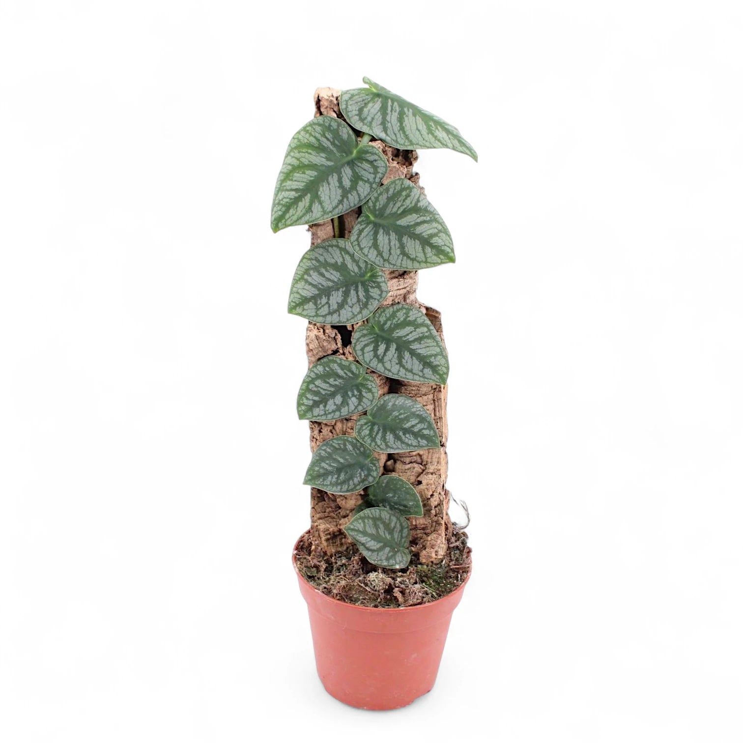 Monstera dubia potted houseplant in nursery pot on white background, product photo 6.