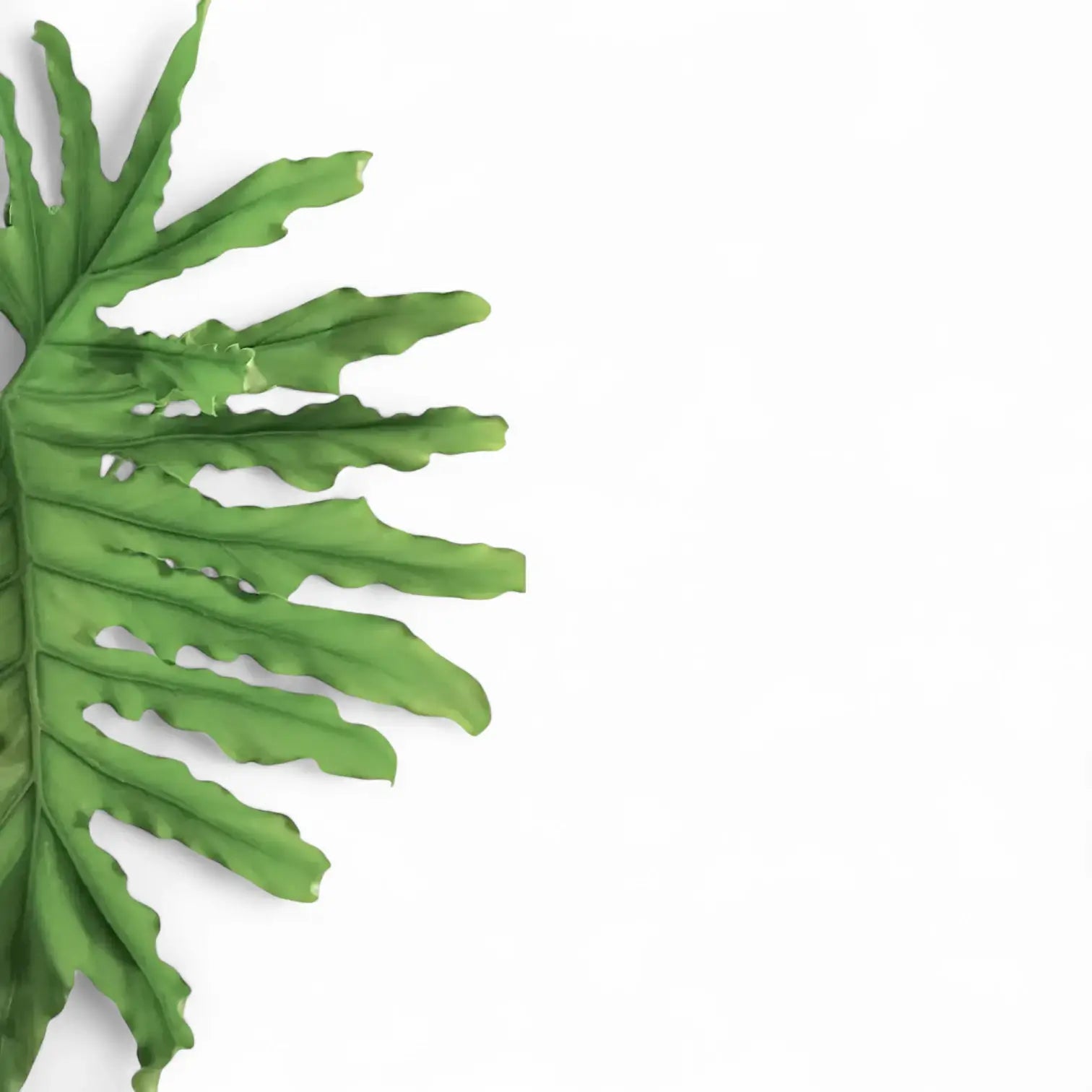 Thaumatophyllum bipinnatifidum – Zimmerpflanze im Kulturtopf auf weißem Hintergrund, Produktfoto 5.