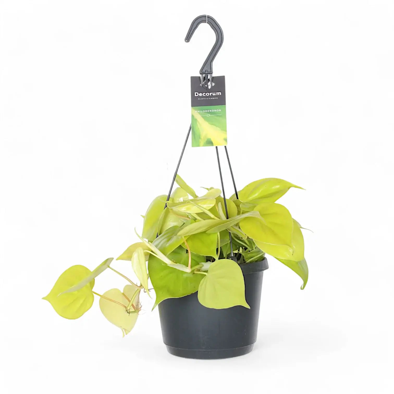Philodendron hederaceum ‘Lime’ ('Neon') potted houseplant in nursery pot on white background, product photo 7.