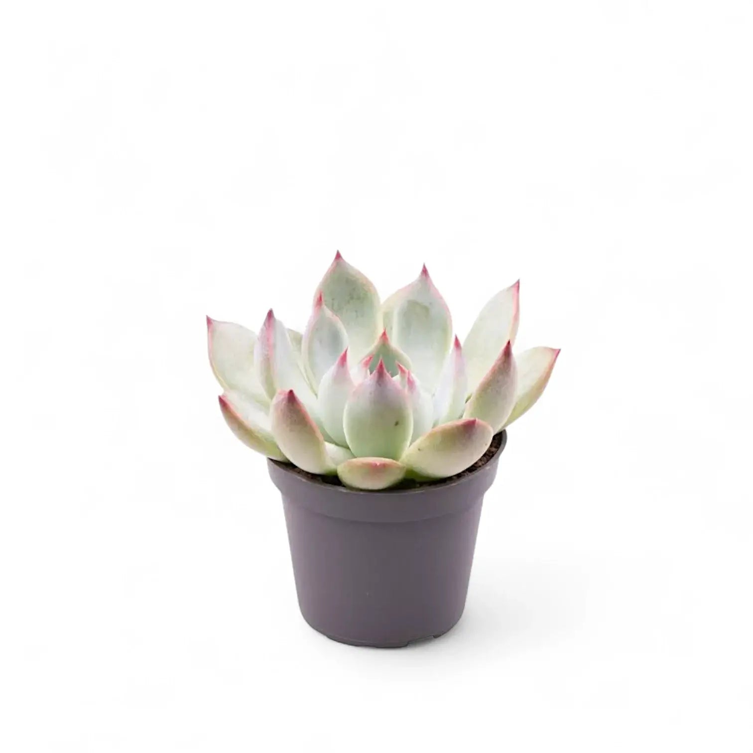 Echeveria chihuahuaensis â Topfpflanze im Kulturtopf vor weiĂem Hintergrund, Produktfoto 2.