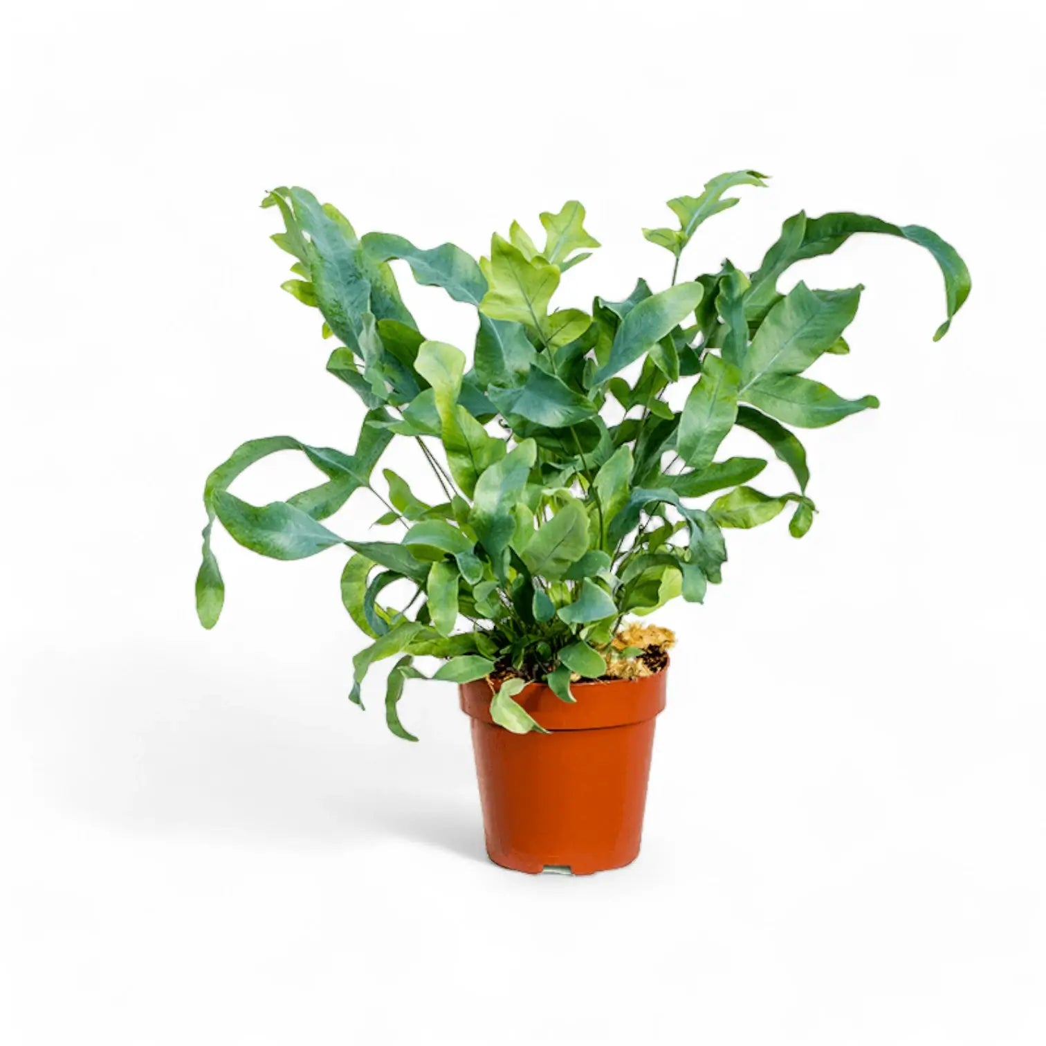 Phlebodium aureum 'Blue Star' potted houseplant in nursery pot on white background, product photo 10.