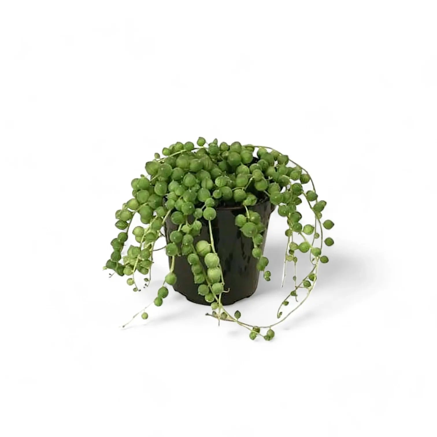 Curio rowleyanus – Topfpflanze im Kulturtopf vor weißem Hintergrund, Produktfoto 5.