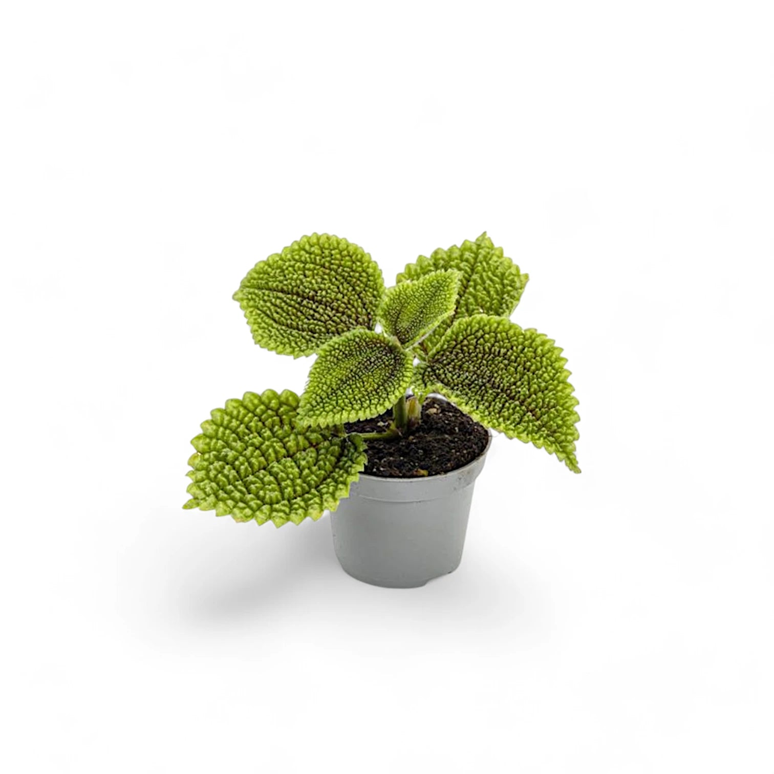 Pilea ovalis 'Moon valley' – Topfpflanze im Kulturtopf vor weißem Hintergrund, Produktfoto 3.