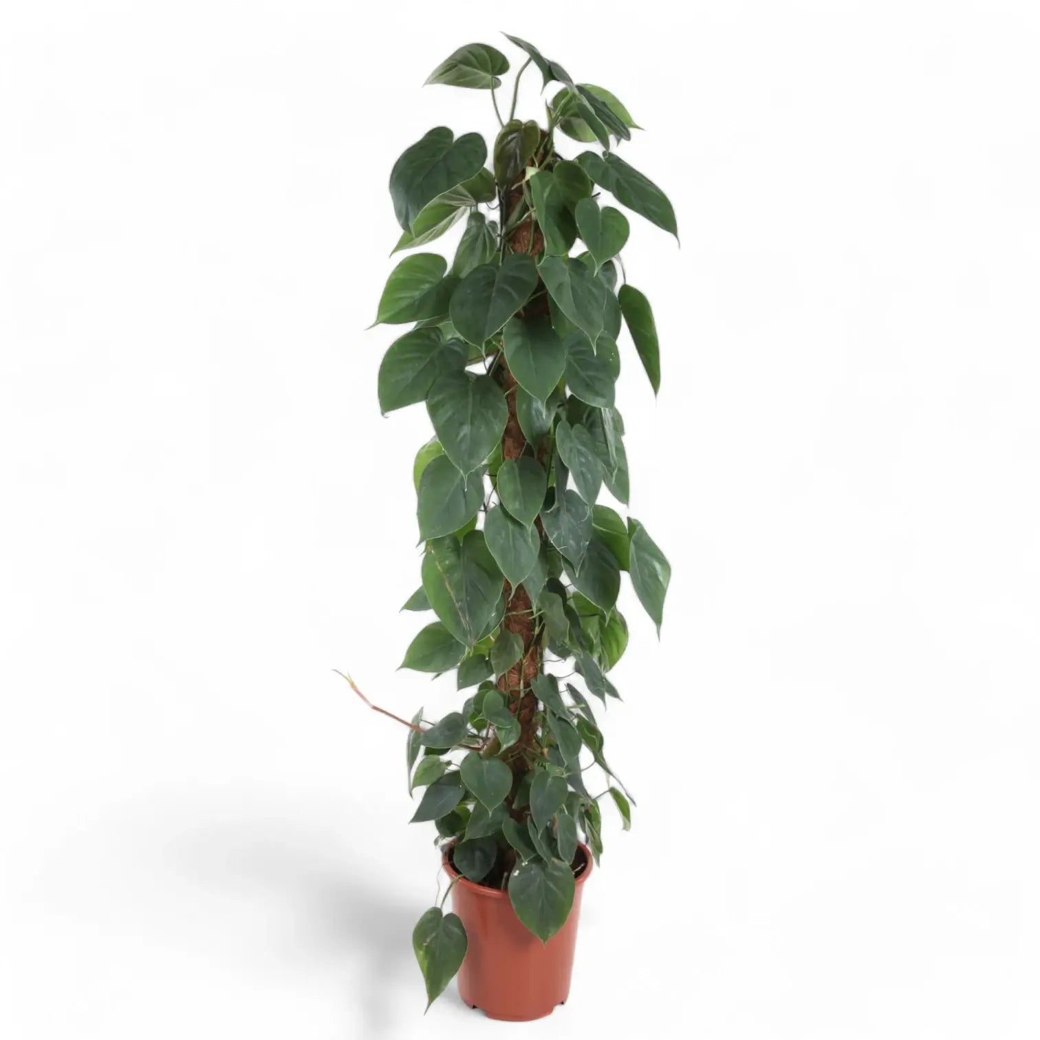 Philodendron hederaceum var. oxycardium (Philodendron scandens) potted houseplant in nursery pot on white background, product photo 12.