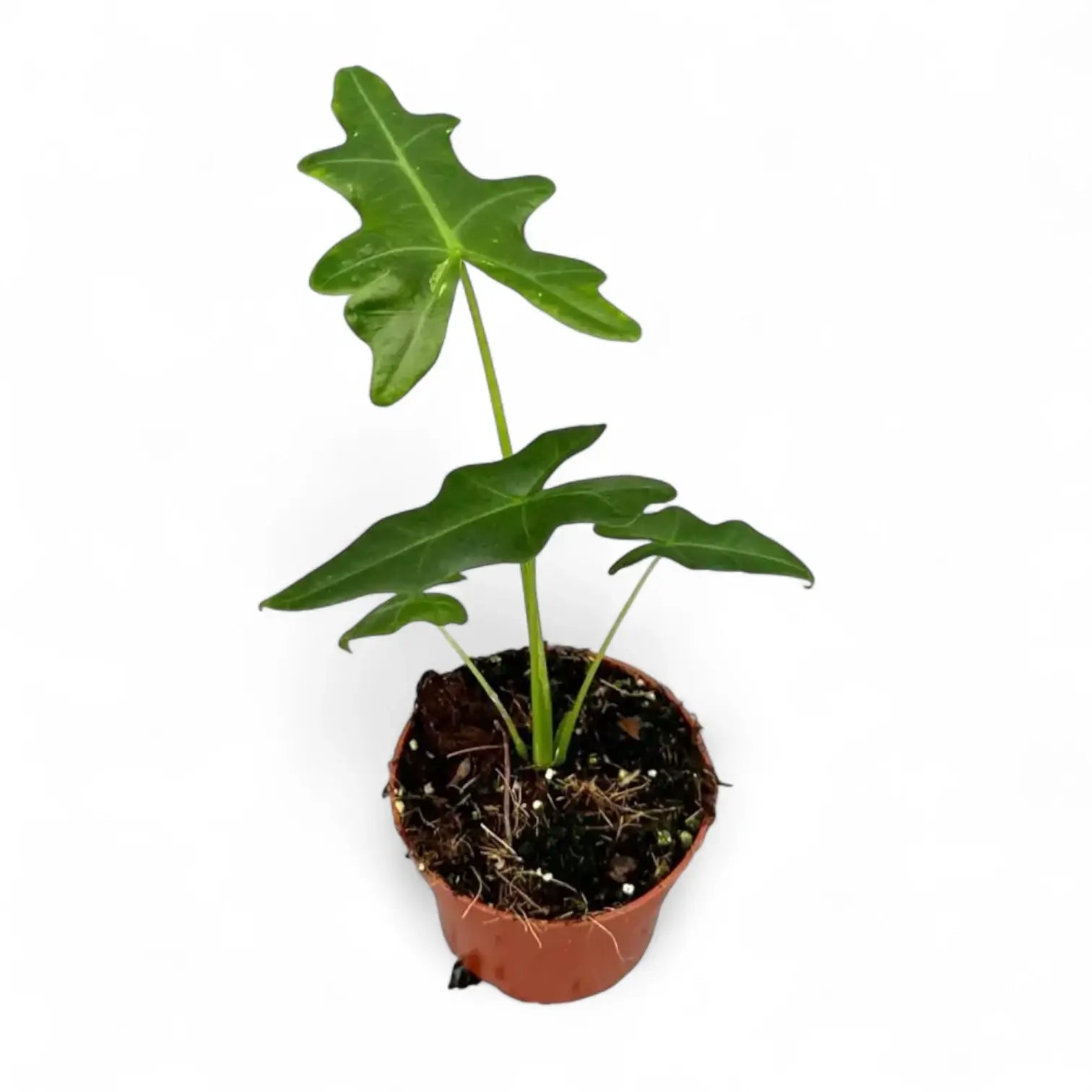Alocasia portei potted houseplant in nursery pot on white background, product photo 5.