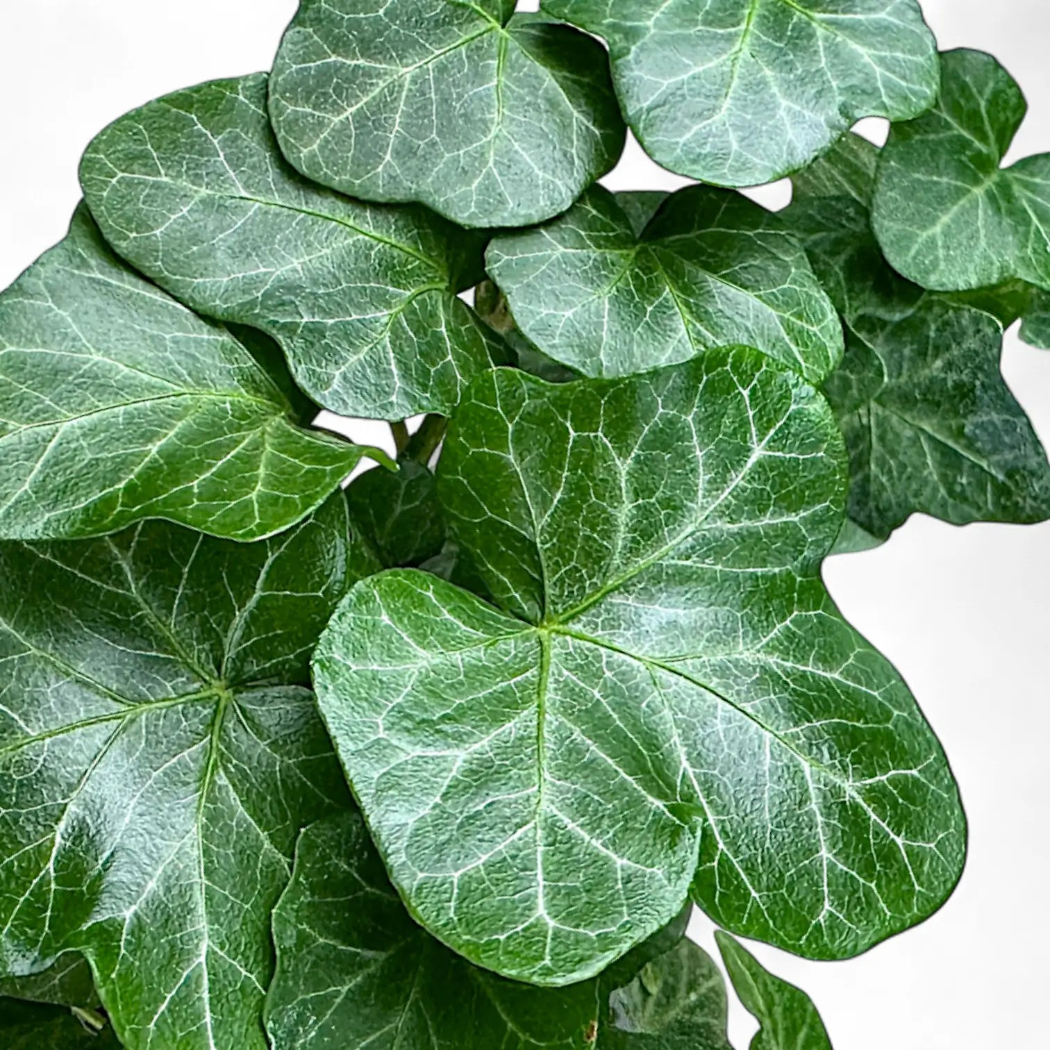 Hedera helix 'Wonder' leaf close-up on white background.