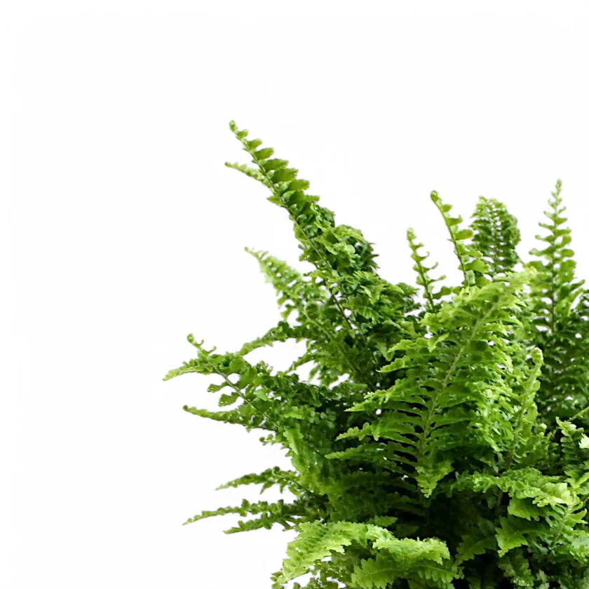 Nahaufnahme eines Wedels von Nephrolepis exaltata 'Vitale' vor weißem Hintergrund.