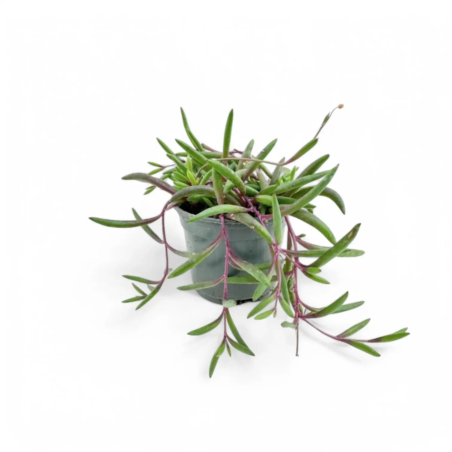 Curio herreianus 'Purple flush' potted houseplant in nursery pot on white background, product photo 5.