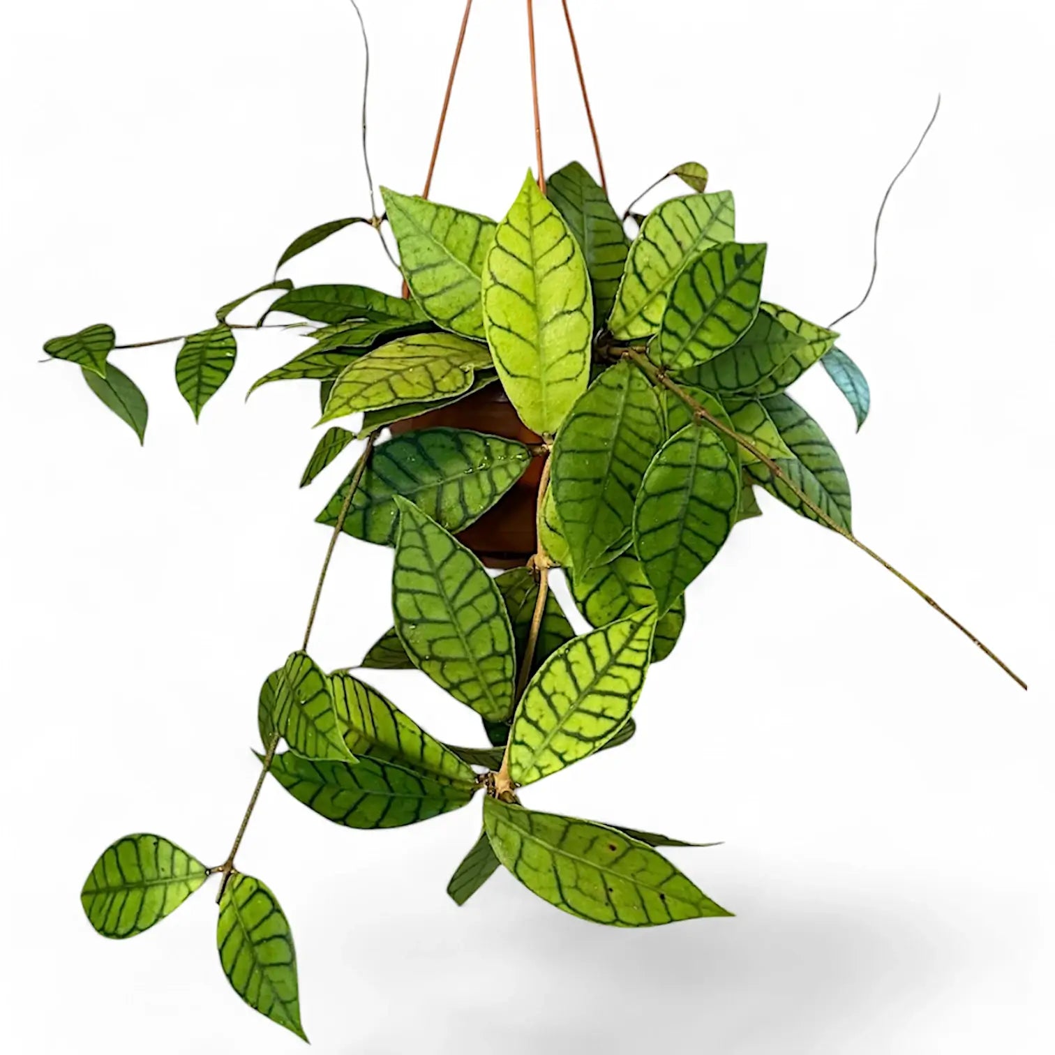 Hoya callistophylla – Zimmerpflanze im Kulturtopf auf weißem Hintergrund, Produktfoto 15.