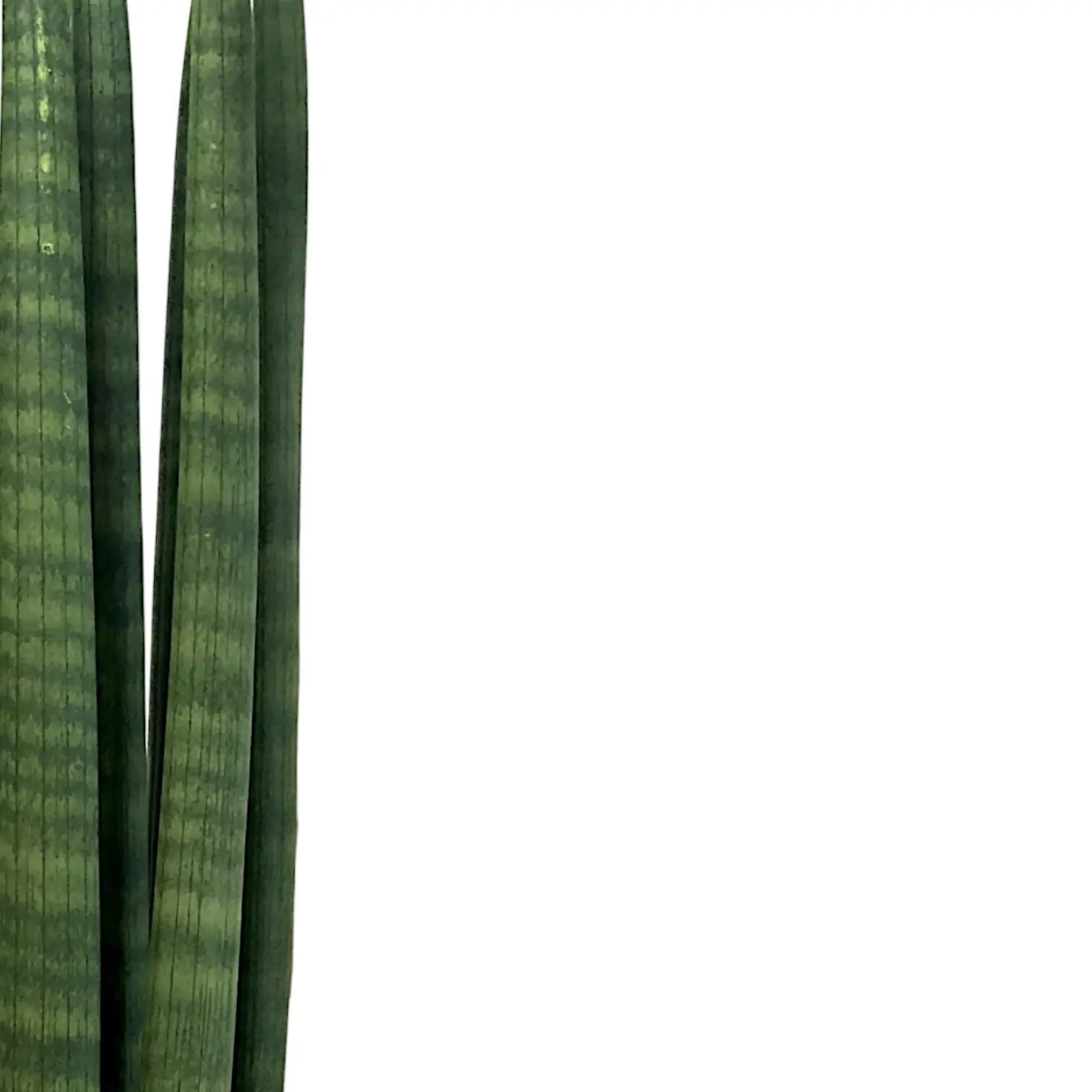 Dracaena angolensis (Sansevieria cylindrica) 'Straight' – Nahaufnahme eines Blatts vor weißem Hintergrund.