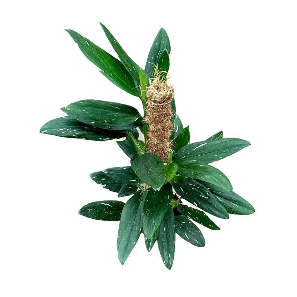 Monstera standleyana variegata potted houseplant in nursery pot on white background, product photo 7.