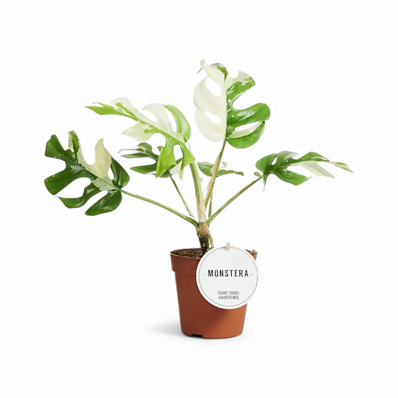 Rhaphidophora tetrasperma albo-variegata potted houseplant in nursery pot on white background, product photo 2.