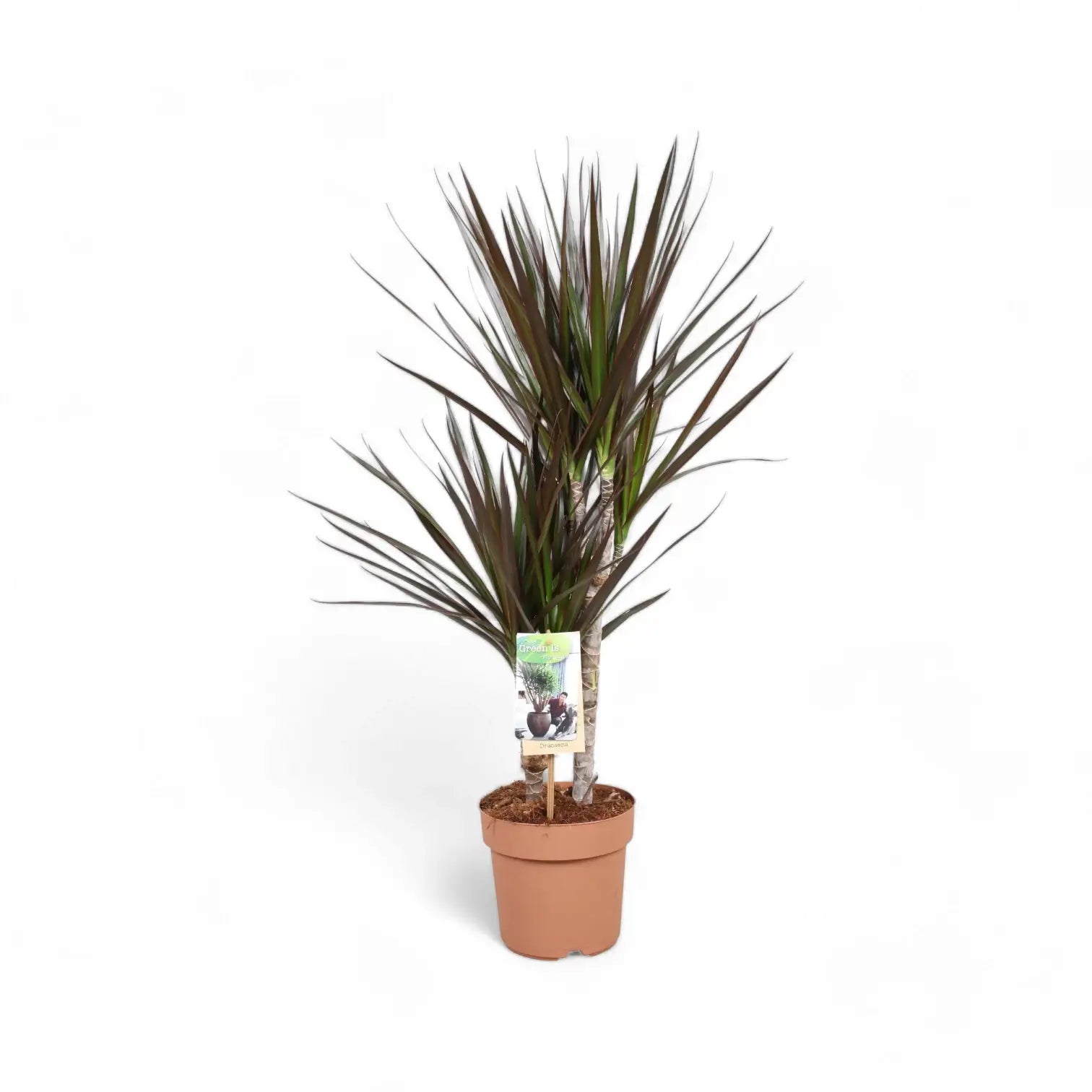 Dracaena reflexa var. angustifolia 'Magenta' potted houseplant in nursery pot on white background, product photo 7.