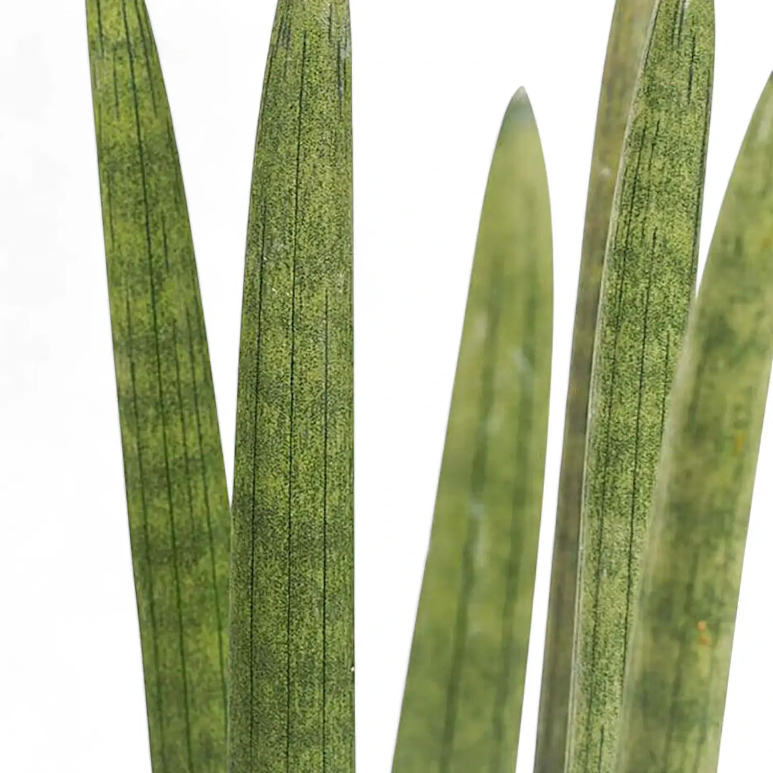Dracaena angolensis (Sansevieria cylindrica) – Nahaufnahme eines Blatts vor weißem Hintergrund.