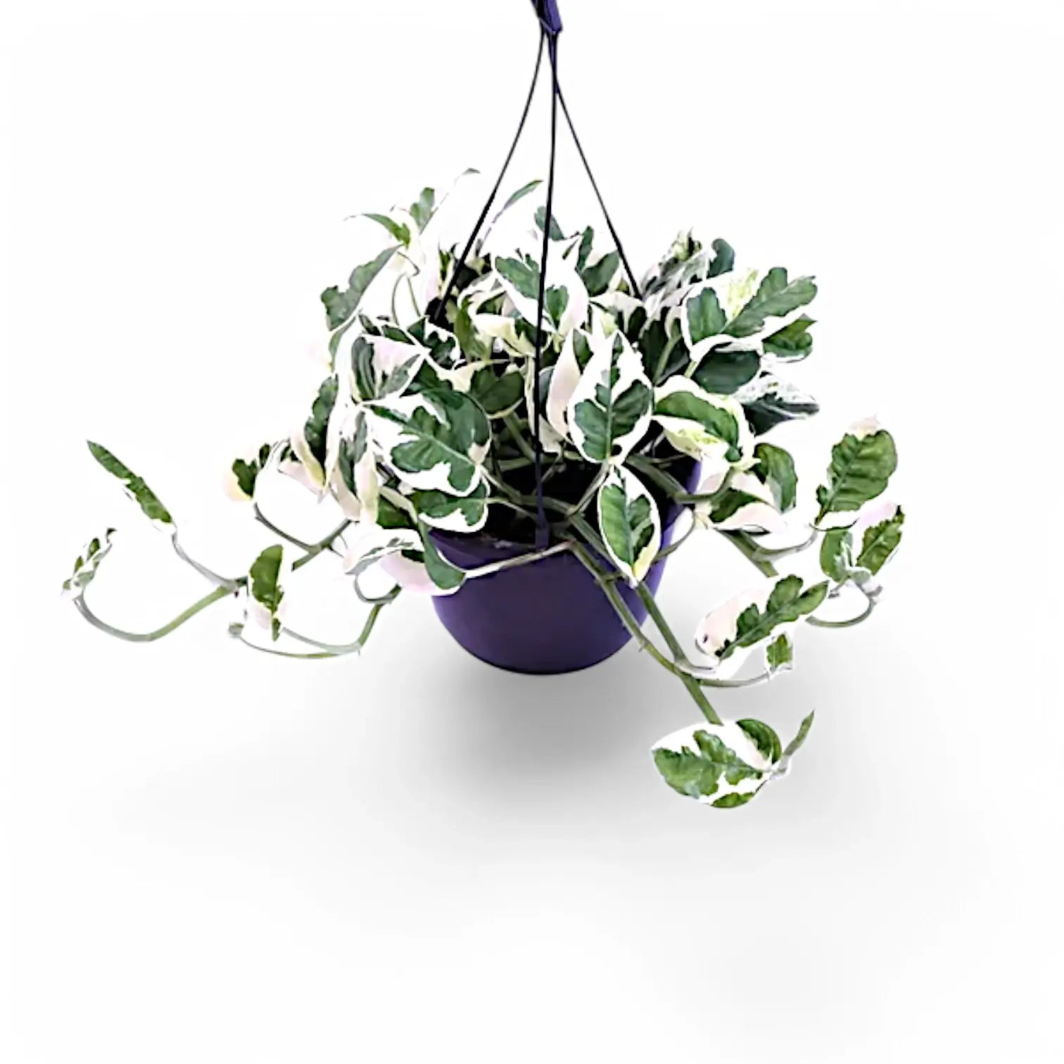 Epipremnum aureum 'N'Joy' potted houseplant in nursery pot on white background, product photo 8.