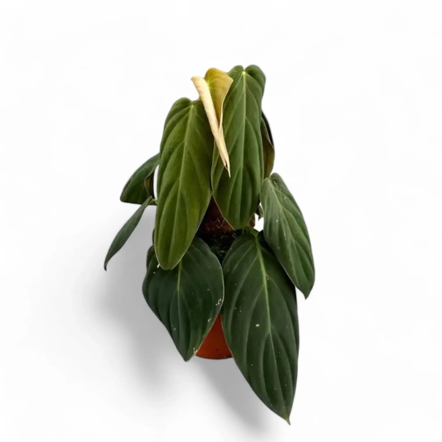 Philodendron gigas – Topfpflanze im Kulturtopf vor weißem Hintergrund, Produktfoto 7.