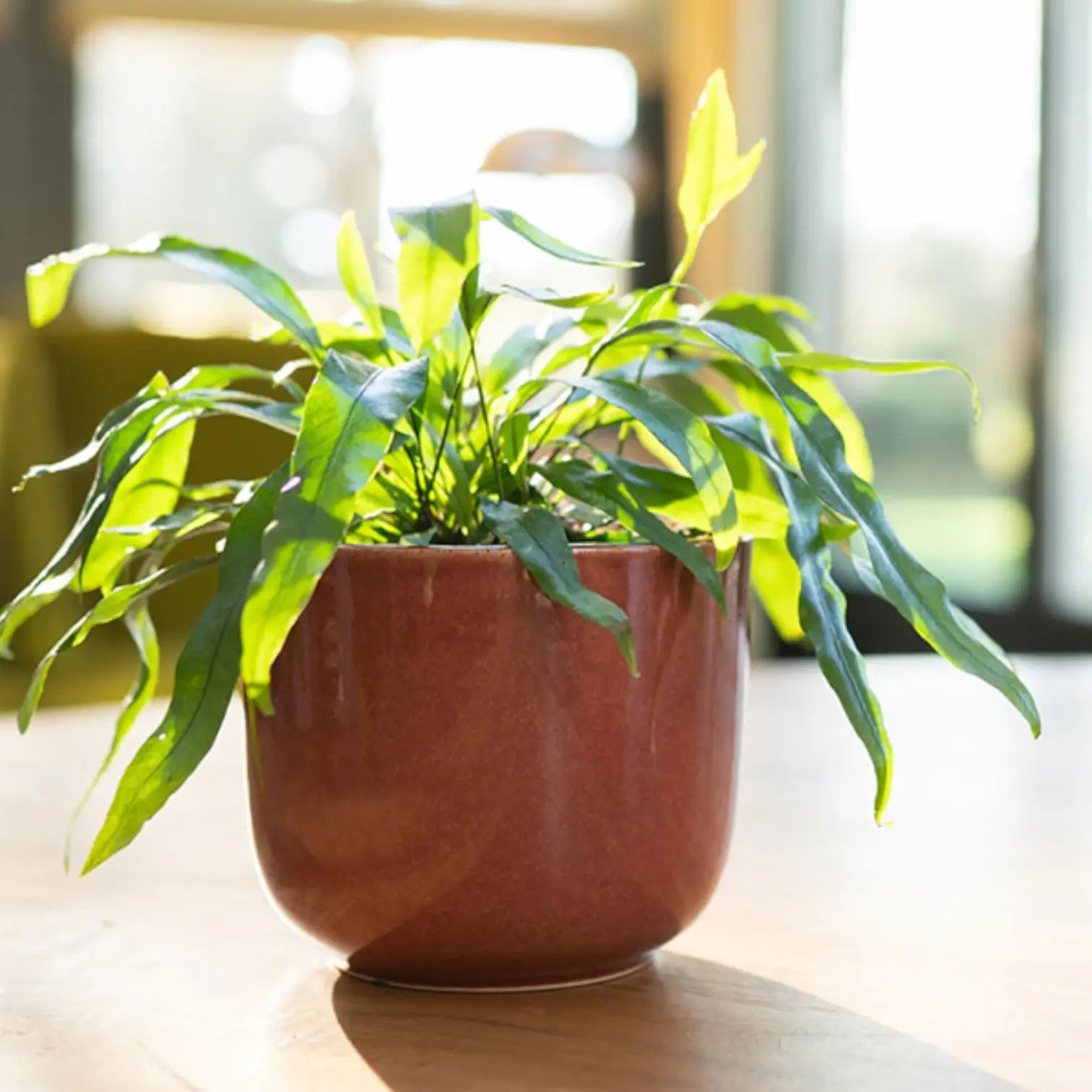 Übertopf 'Nine' vor weißem Hintergrund, Produktfoto 5.