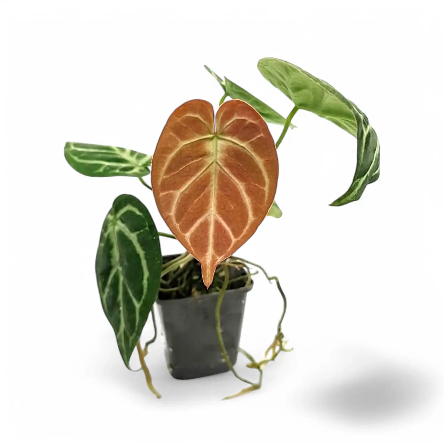 Anthurium 'Dorayaki' potted houseplant in nursery pot on white background, product photo 5.