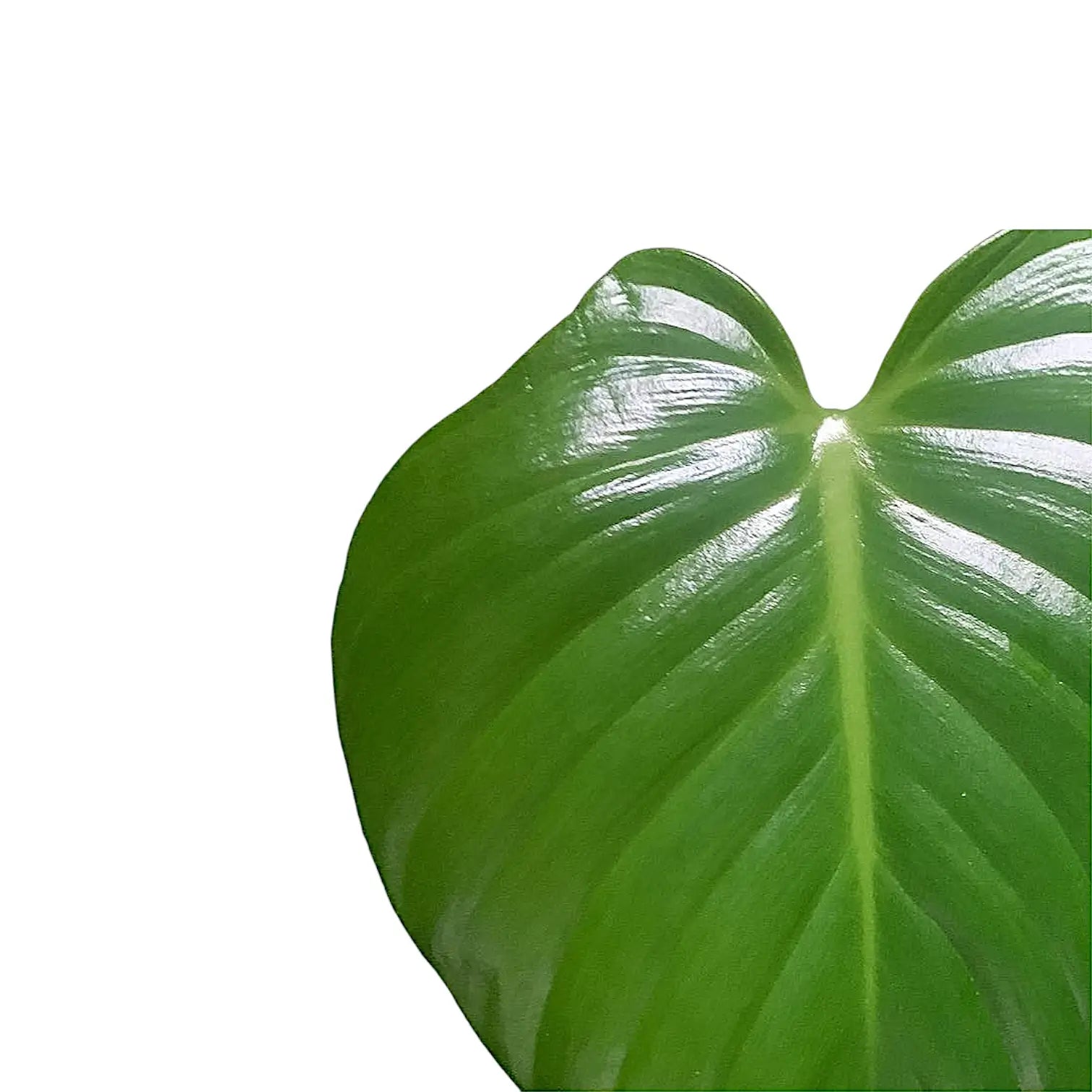 Philodendron eximium – Nahaufnahme eines Blatts vor weißem Hintergrund.