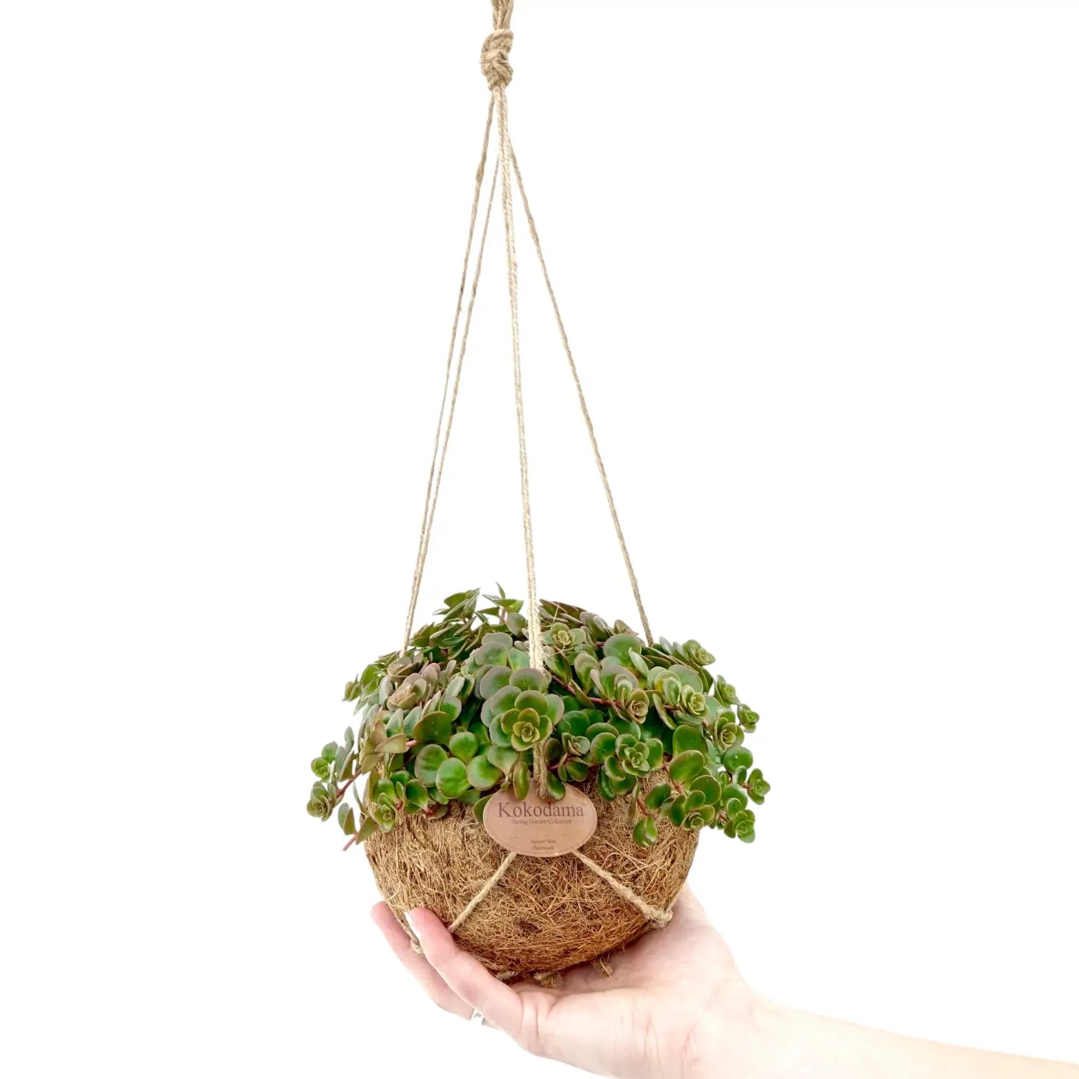 Sedum makinoi 'Tornado' in Kokodama potted houseplant in nursery pot on white background, product photo 2.
