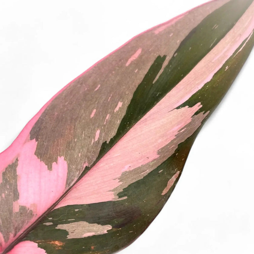 Nahaufnahme eines Blatts von Philodendron 'Pink princess Marble' vor weißem Hintergrund.