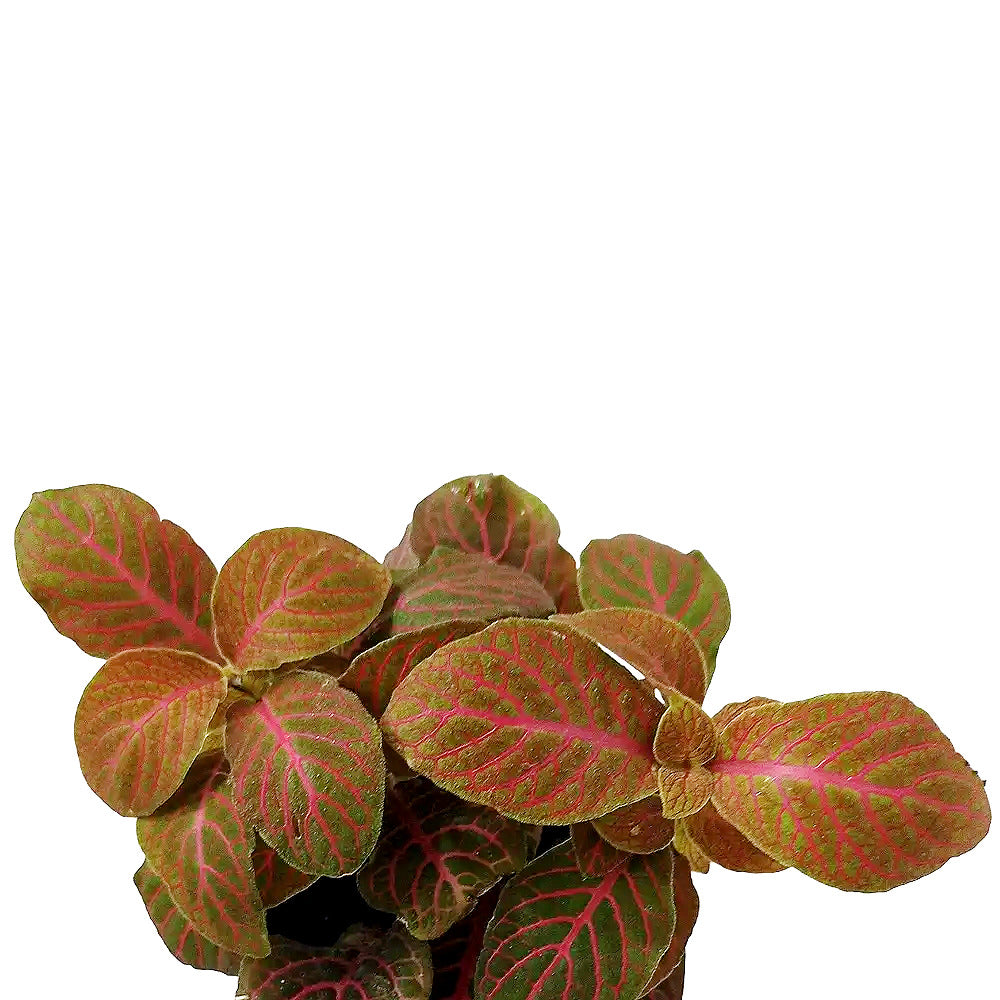 Fittonia albivenis 'Joly Josan Red' – Nahaufnahme eines Blatts vor weißem Hintergrund.