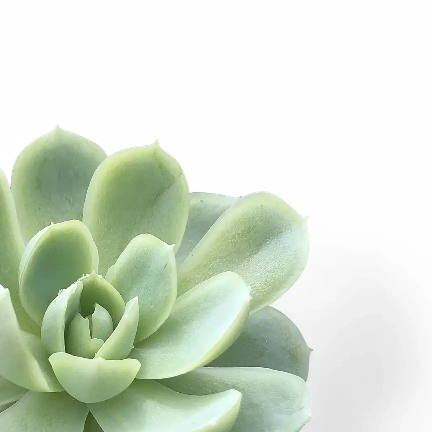 Echeveria elegans – Nahaufnahme eines Blatts vor weißem Hintergrund.