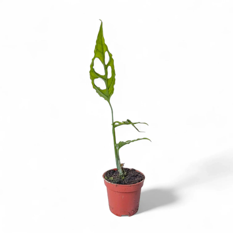 Monstera obliqua (Peru) potted houseplant in nursery pot on white background, product photo 5.