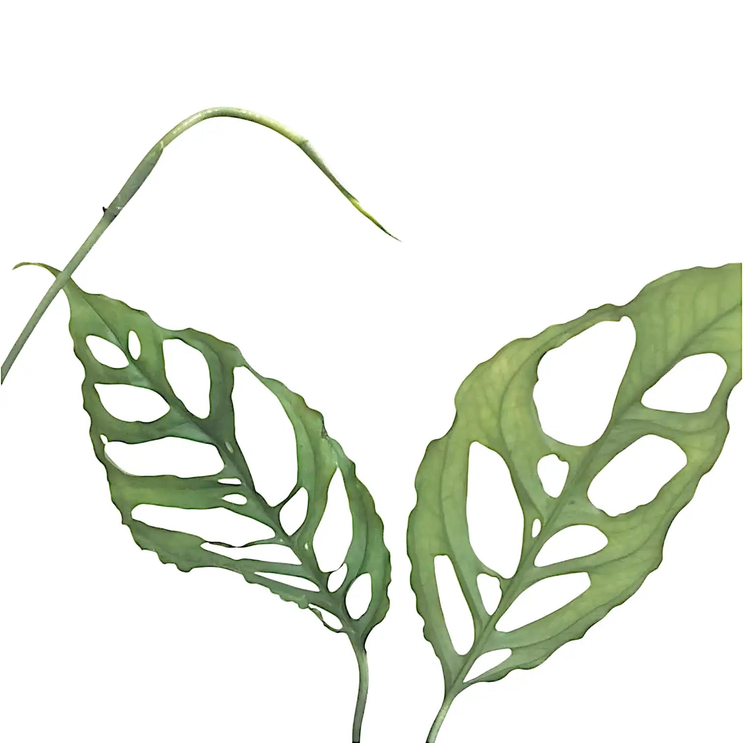 Monstera obliqua (Peru) – Zimmerpflanze im Kulturtopf auf weißem Hintergrund, Produktfoto 6.