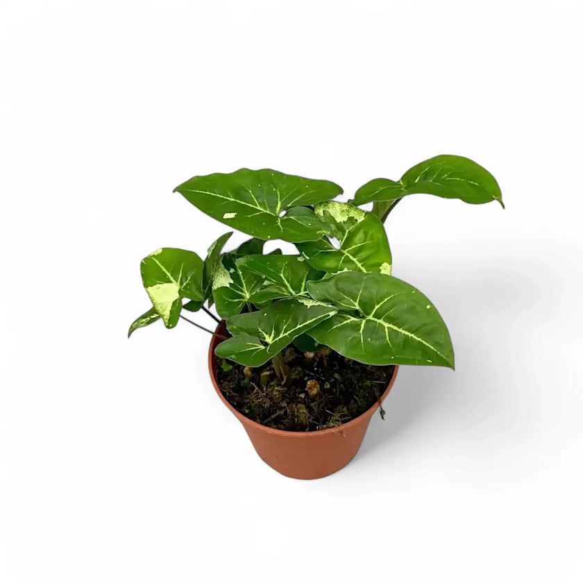 Syngonium podophyllum 'Panda' – Zimmerpflanze im Kulturtopf auf weißem Hintergrund, Produktfoto 2.