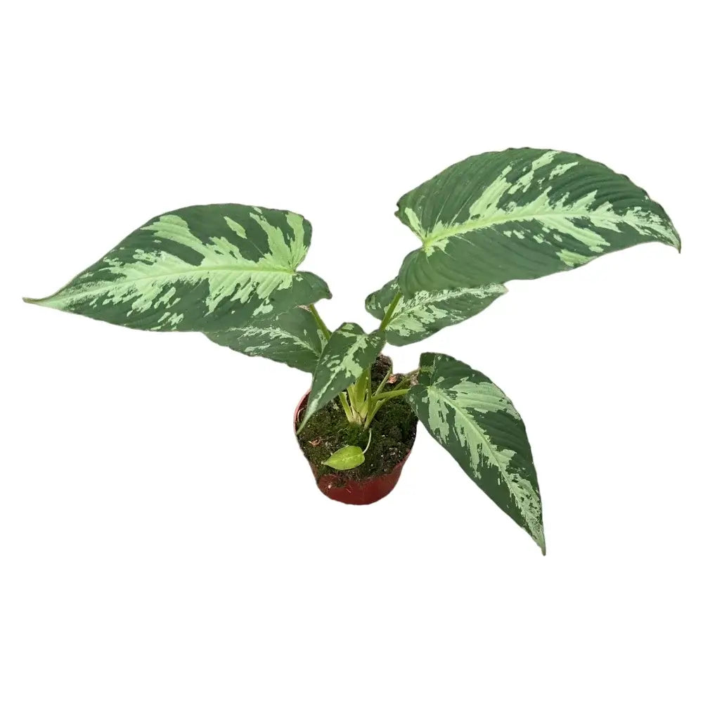 Schismatoglottis pusilla – Zimmerpflanze im Kulturtopf auf weißem Hintergrund, Produktfoto 2.