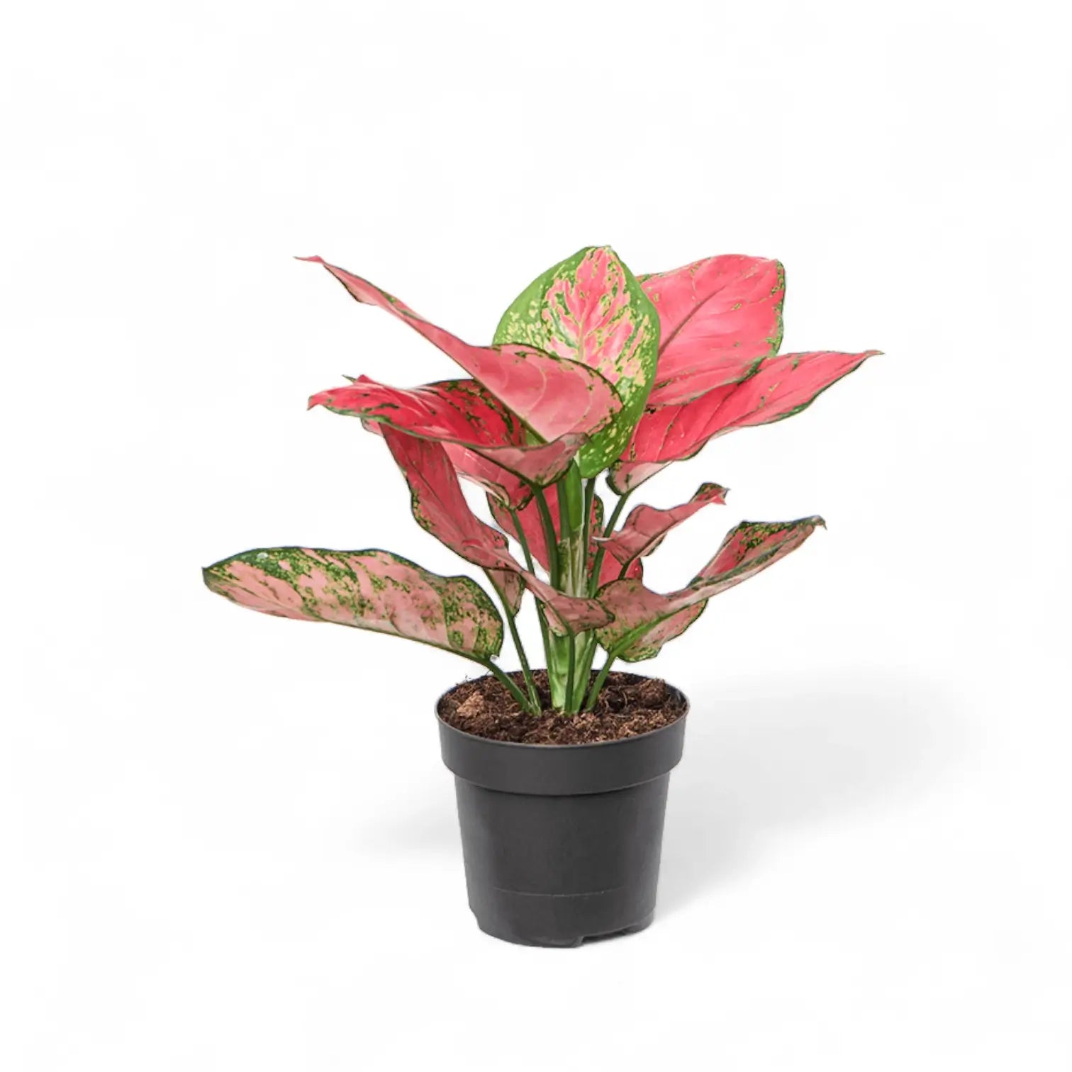 Aglaonema 'Red Joy' potted houseplant in nursery pot on white background, product photo 3.