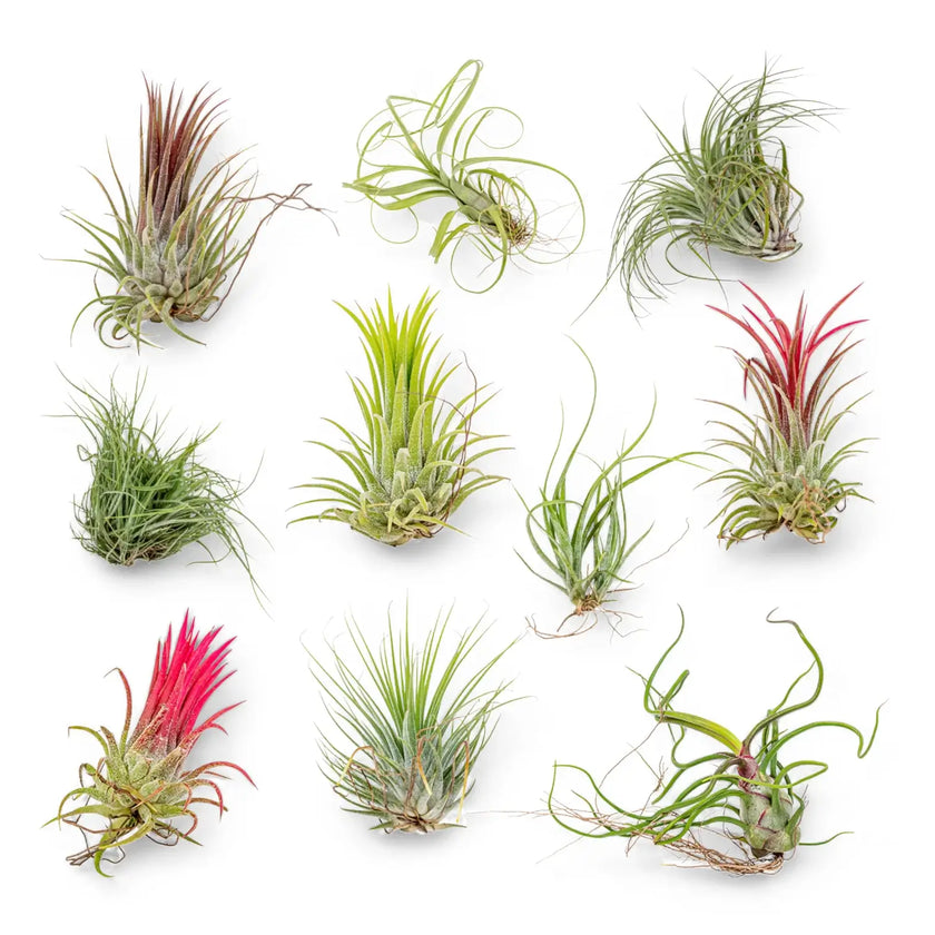 10 x Tillandsia-Luftpflanzen, Nahaufnahme der Blätter vor weißem Hintergrund.