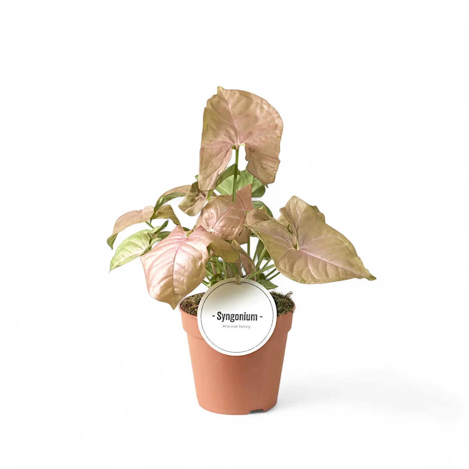 Syngonium podophyllum 'Neon' â Zimmerpflanze im Kulturtopf auf weiĂem Hintergrund, Produktfoto 6.