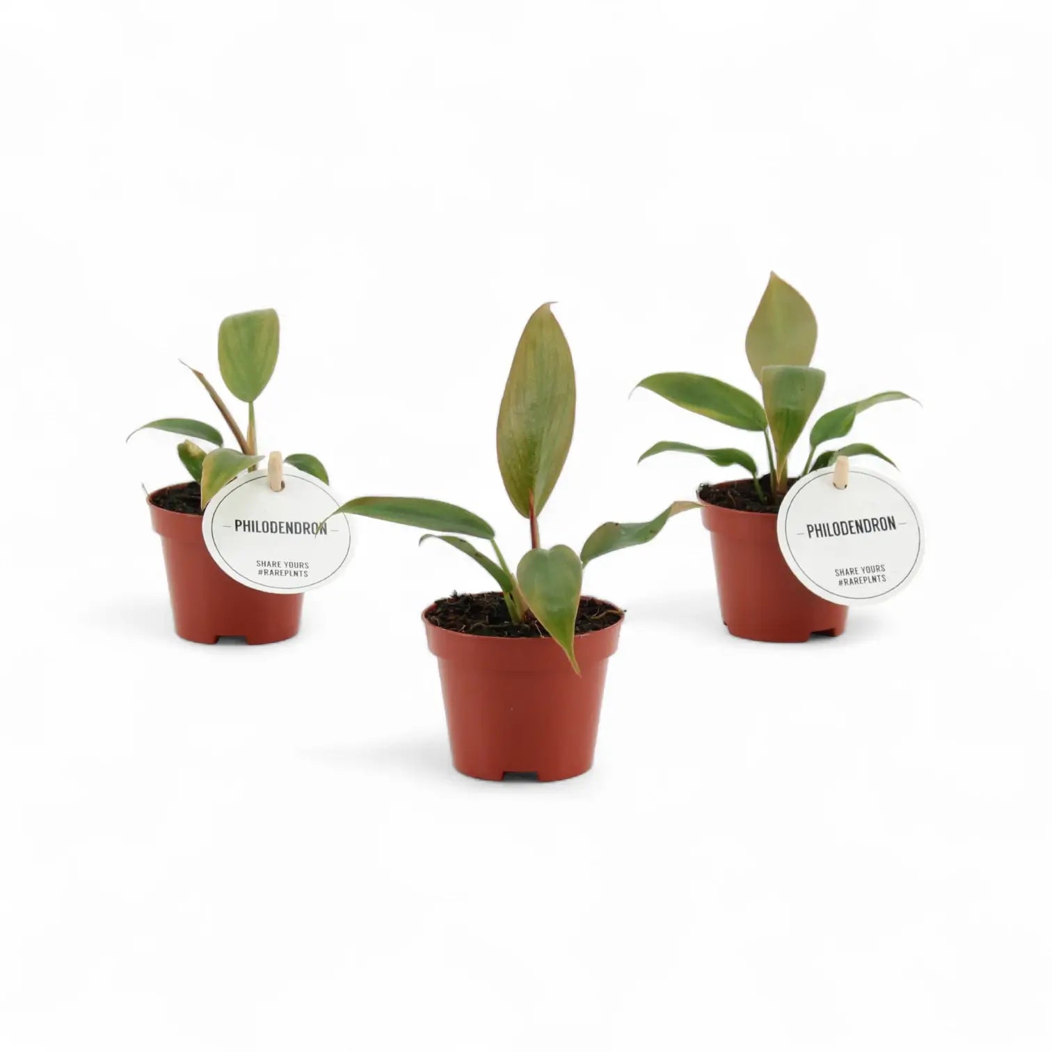Philodendron 'Florida bronze' potted houseplant in nursery pot on white background, product photo 4.