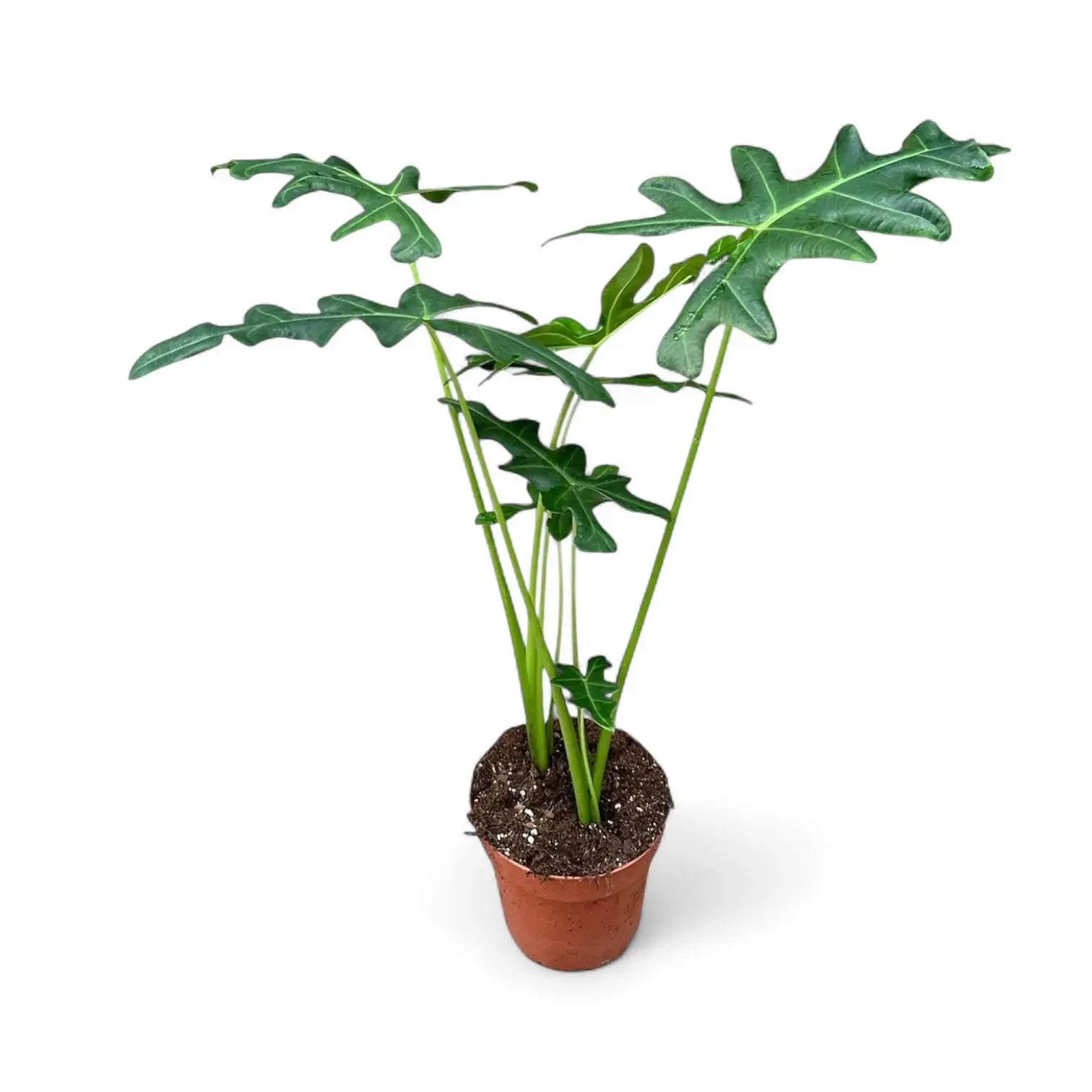 Alocasia portei potted houseplant in nursery pot on white background, product photo 10.
