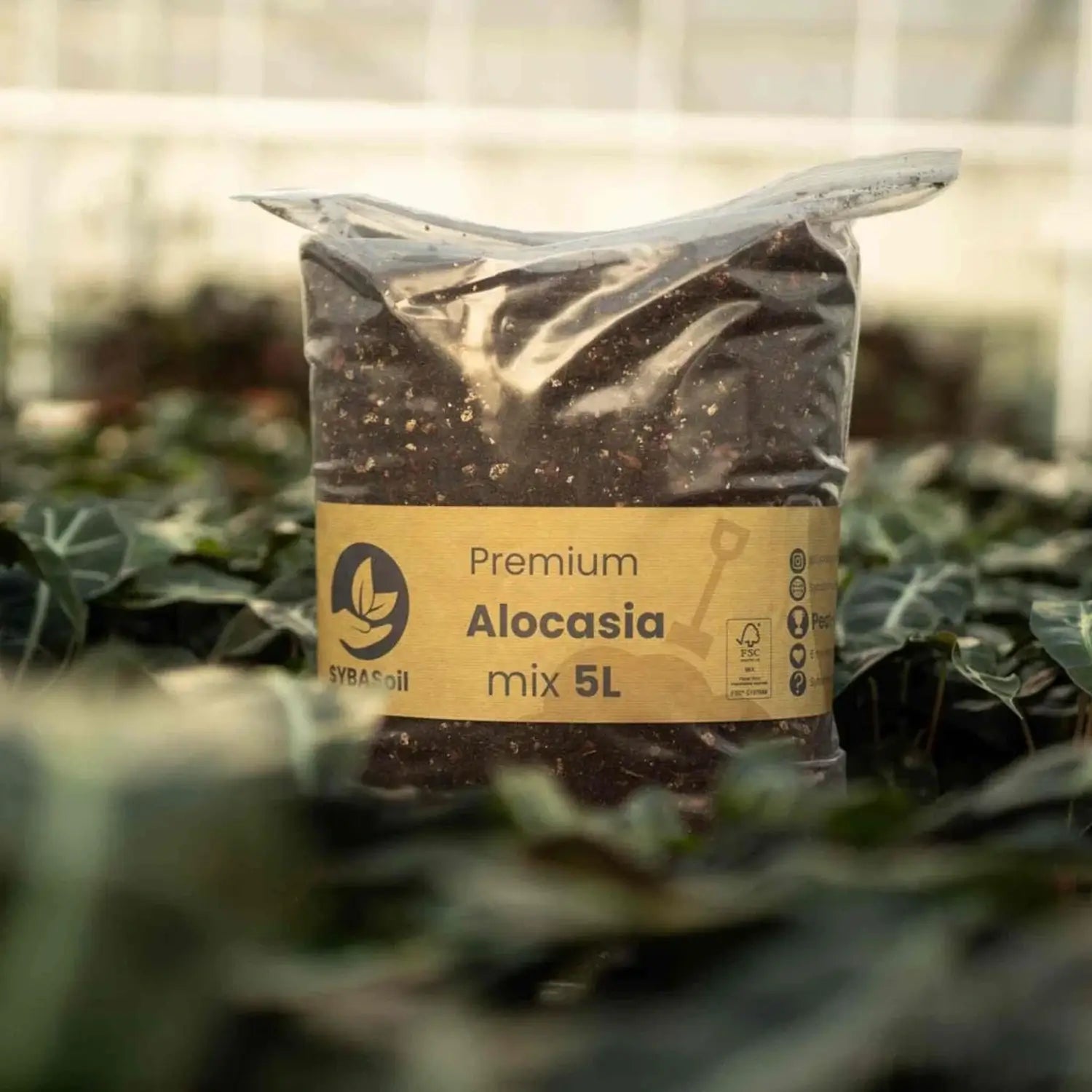 Alocasia-Pflanzsubstrat vor weißem Hintergrund, Produktfoto 12.