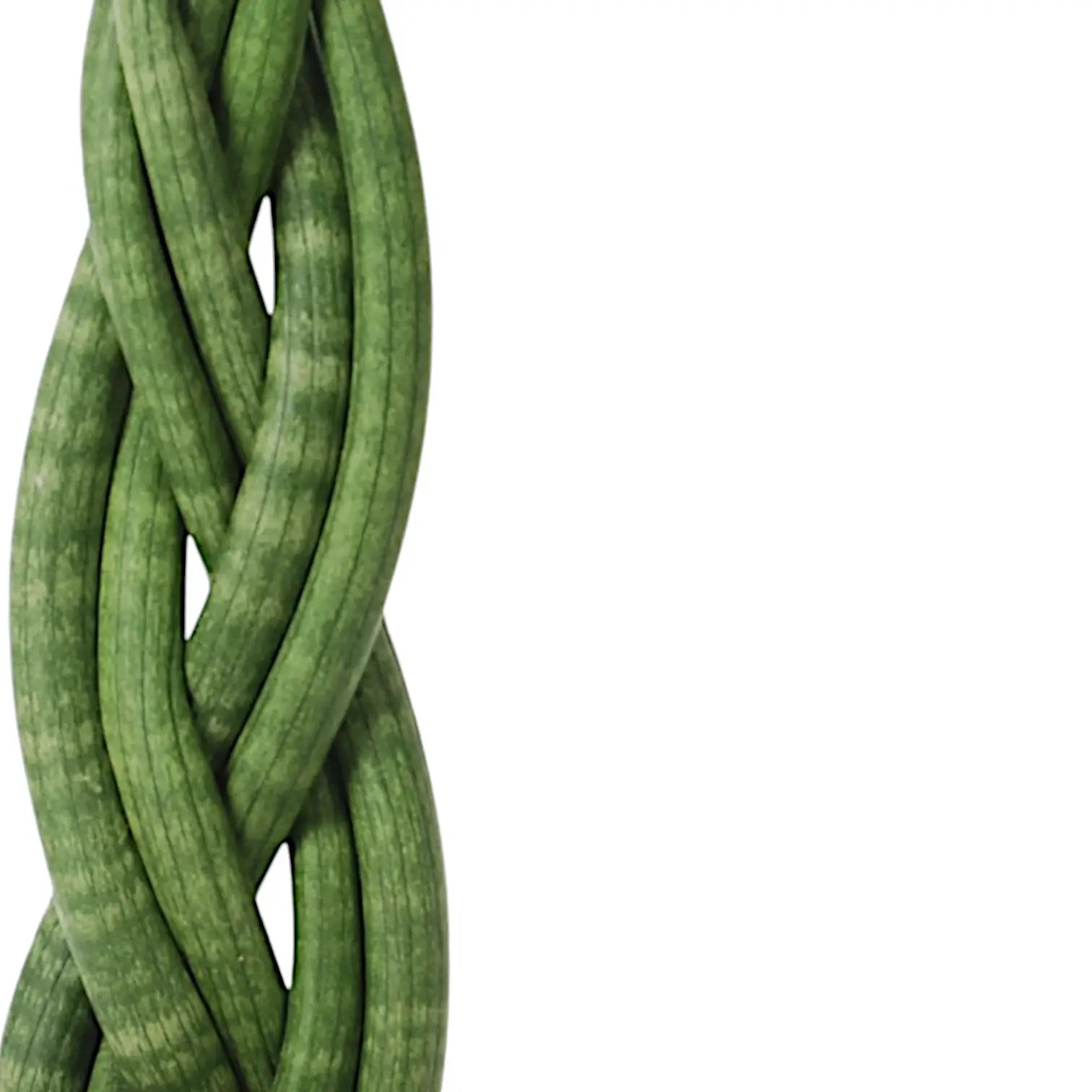 Dracaena angolensis (Sansevieria cylindrica) 'Twister' – Nahaufnahme eines Blatts vor weißem Hintergrund.