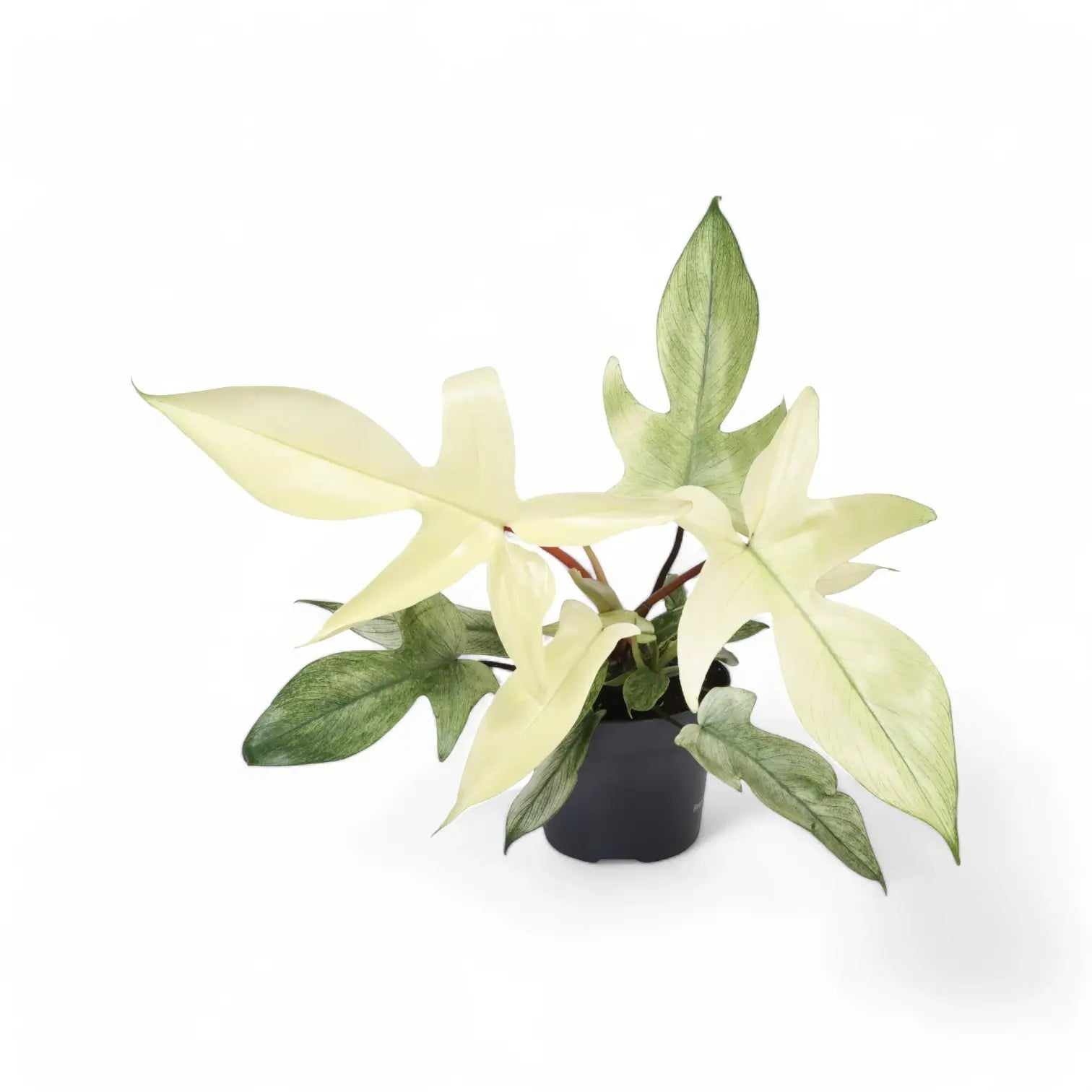 Philodendron 'Florida Ghost' – Zimmerpflanze im Kulturtopf auf weißem Hintergrund, Produktfoto 3.