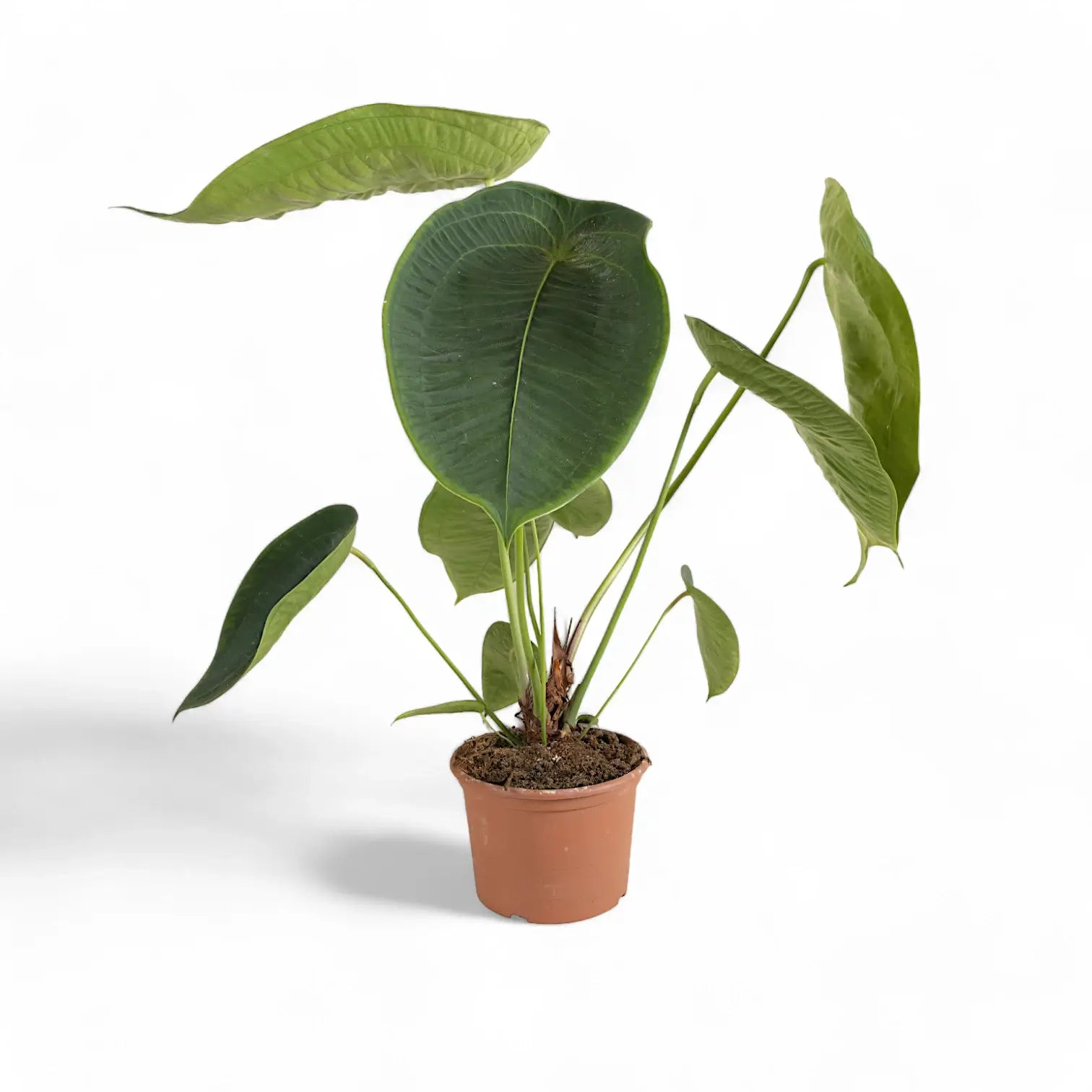 Anthurium peltigerum – Topfpflanze im Kulturtopf vor weißem Hintergrund, Produktfoto 13.