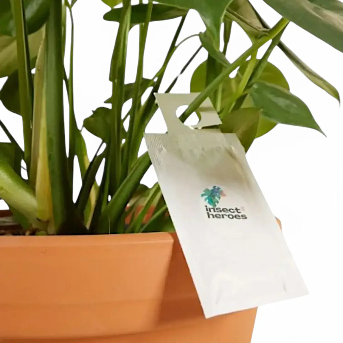 Amblyseius swirskii – Biological Control for Thrips & Whiteflies on white background, product photo 3.