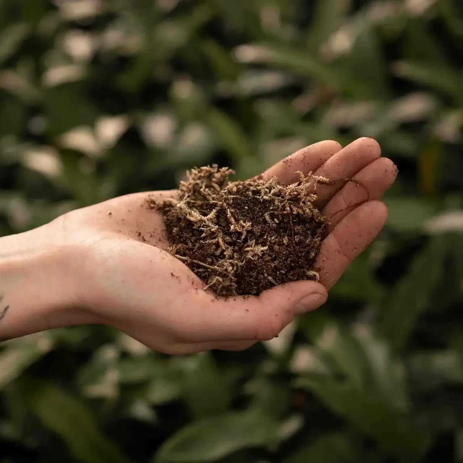 Carnivorous Plant Soil Mix on white background, product photo 3.
