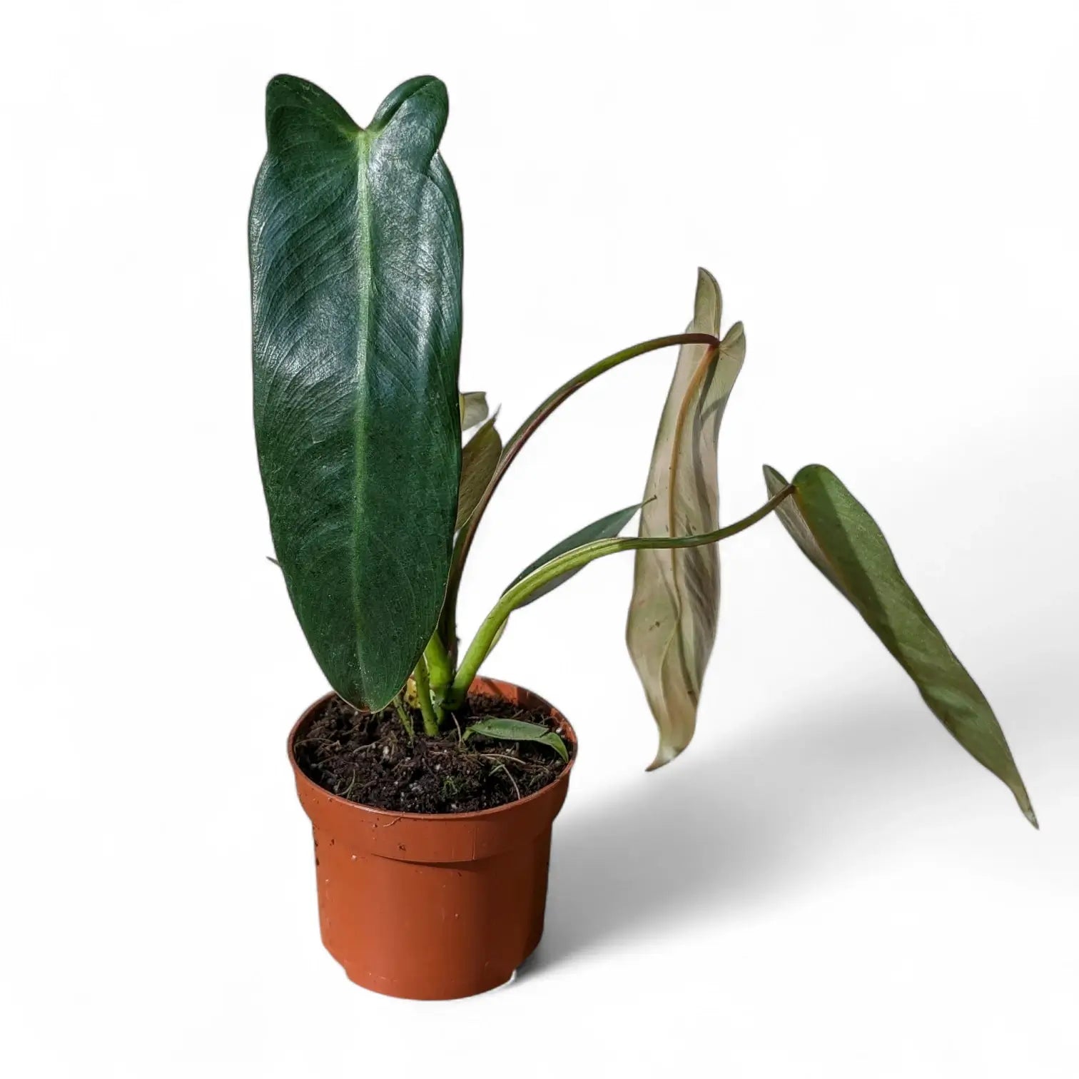 Philodendron spiritus-sancti potted houseplant in nursery pot on white background, product photo 6.