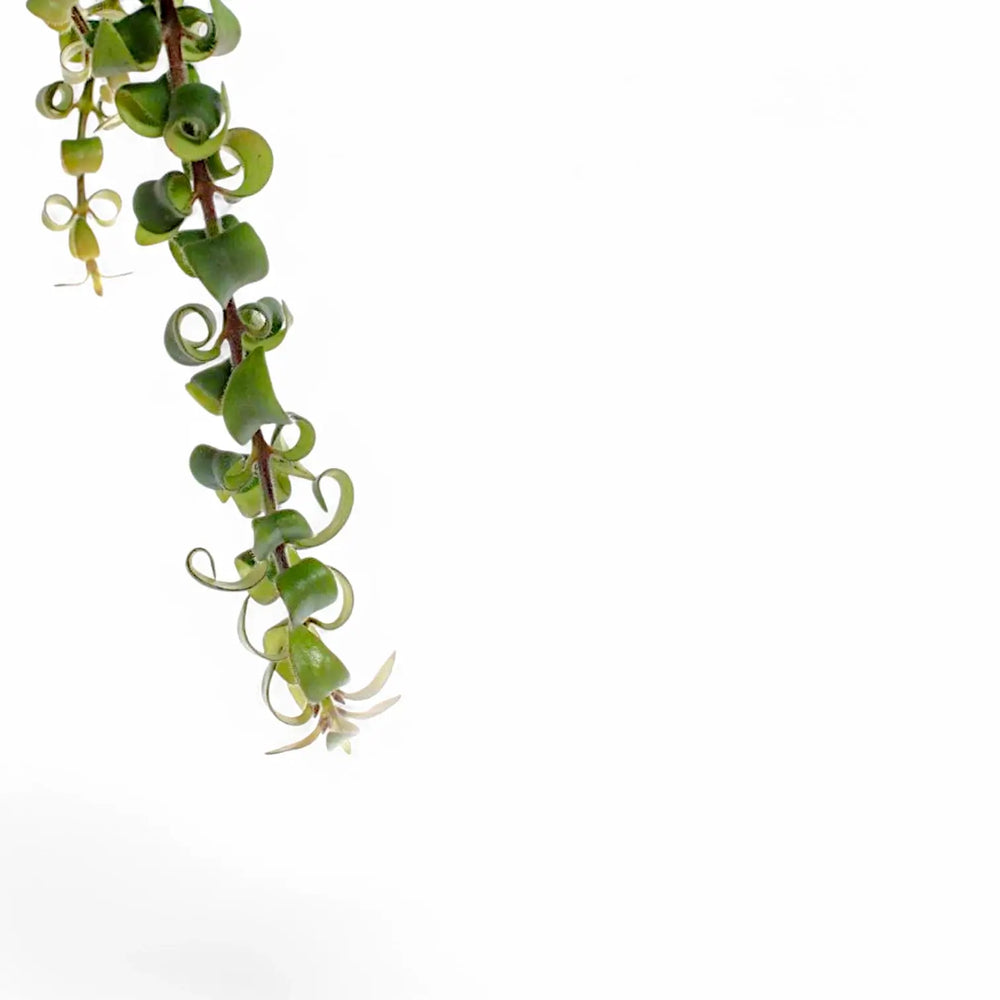 Aeschynanthus 'Swing' – Blatt-Detailaufnahme auf weißem Hintergrund.