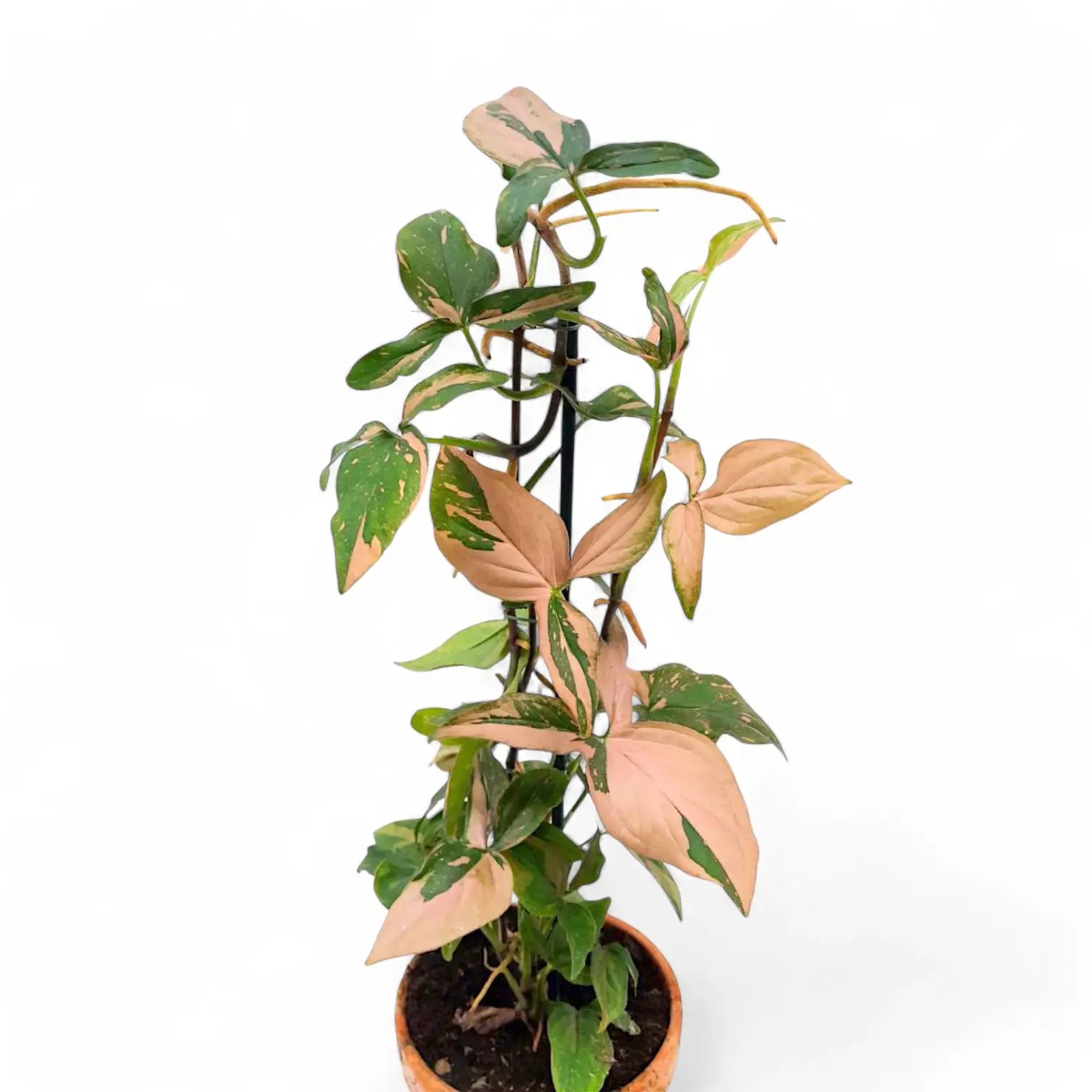 Syngonium podophyllum 'Red Spot' ('Pink splash') – Zimmerpflanze im Kulturtopf auf weißem Hintergrund, Produktfoto 9.